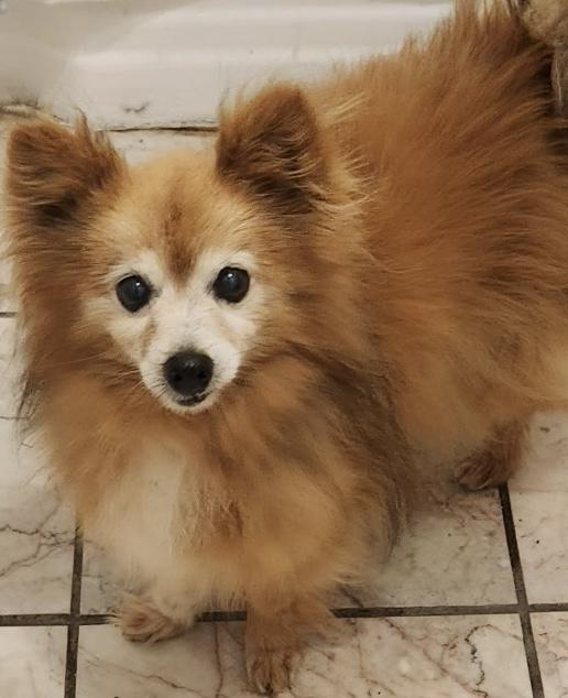 Simba