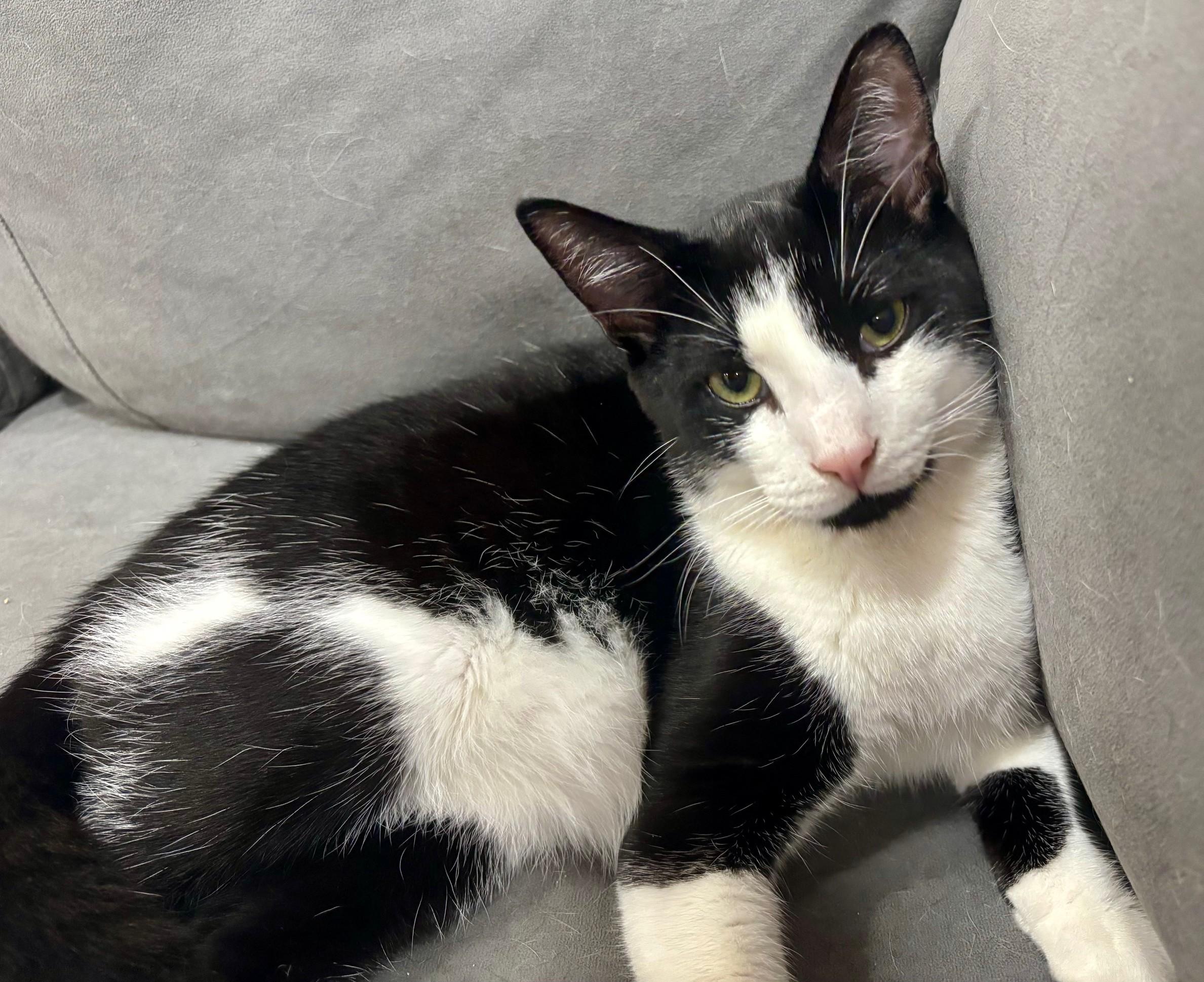 Enlarge Timmy, a Adoptable Domestic Short Hair in Dover, DE image 3/6