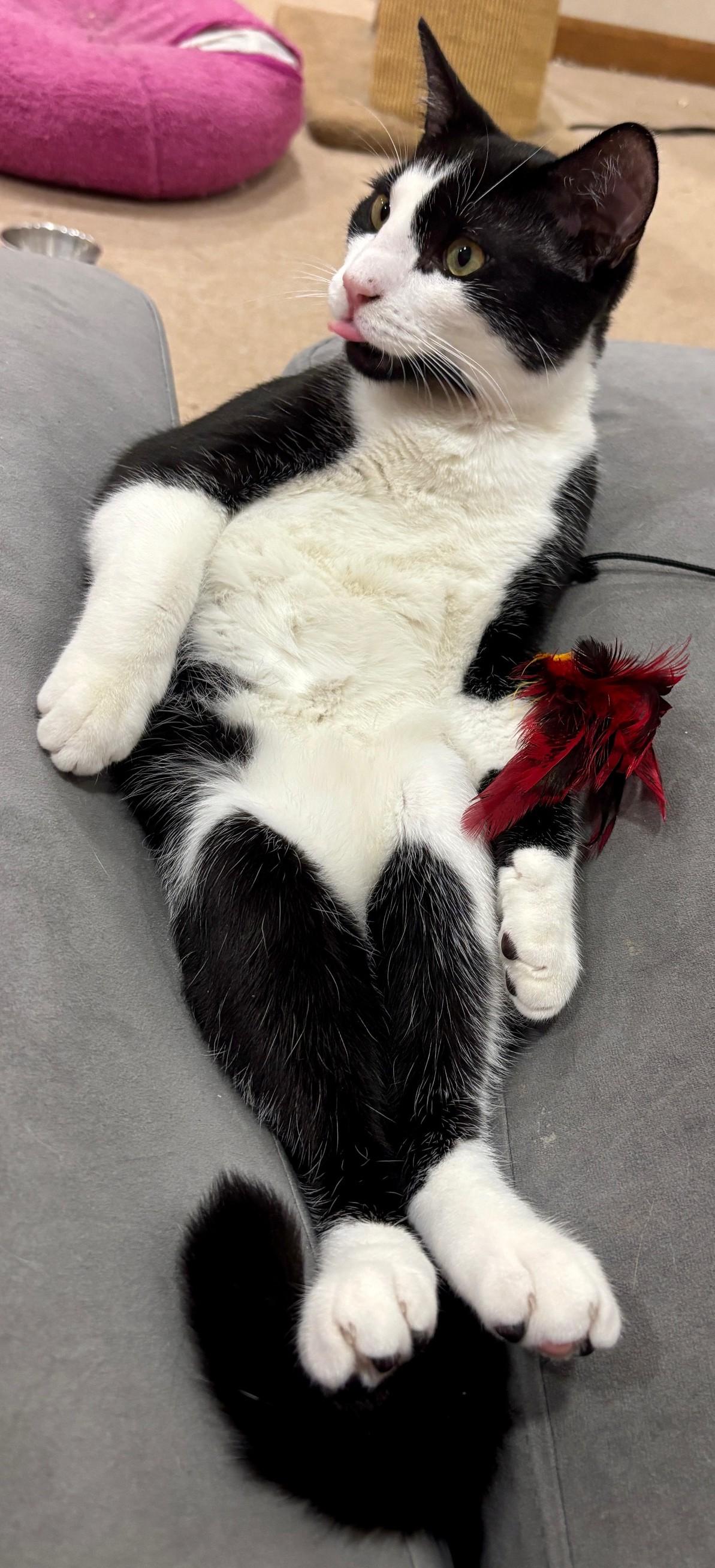 Enlarge Timmy, a Adoptable Domestic Short Hair in Dover, DE image 5/6