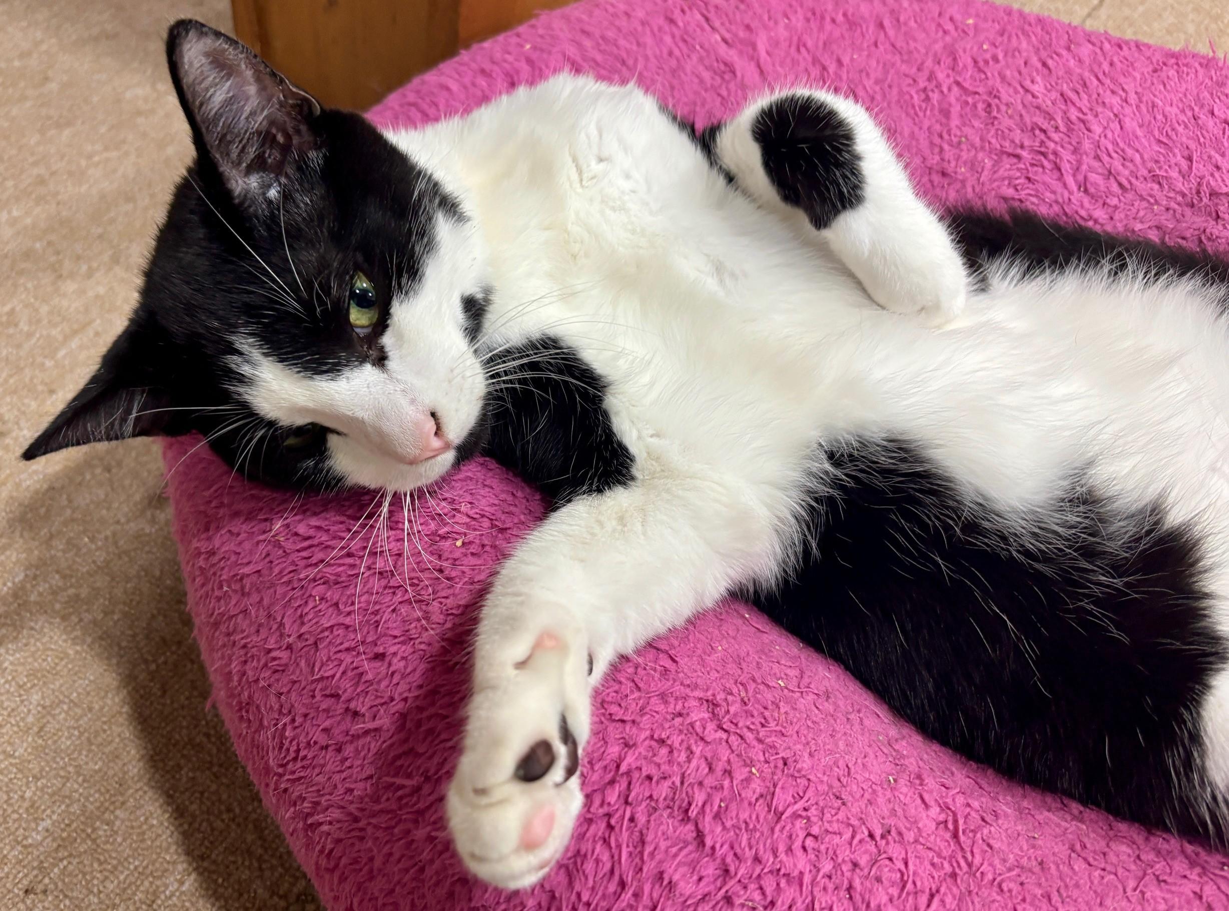 Enlarge Timmy, a Adoptable Domestic Short Hair in Dover, DE image 6/6