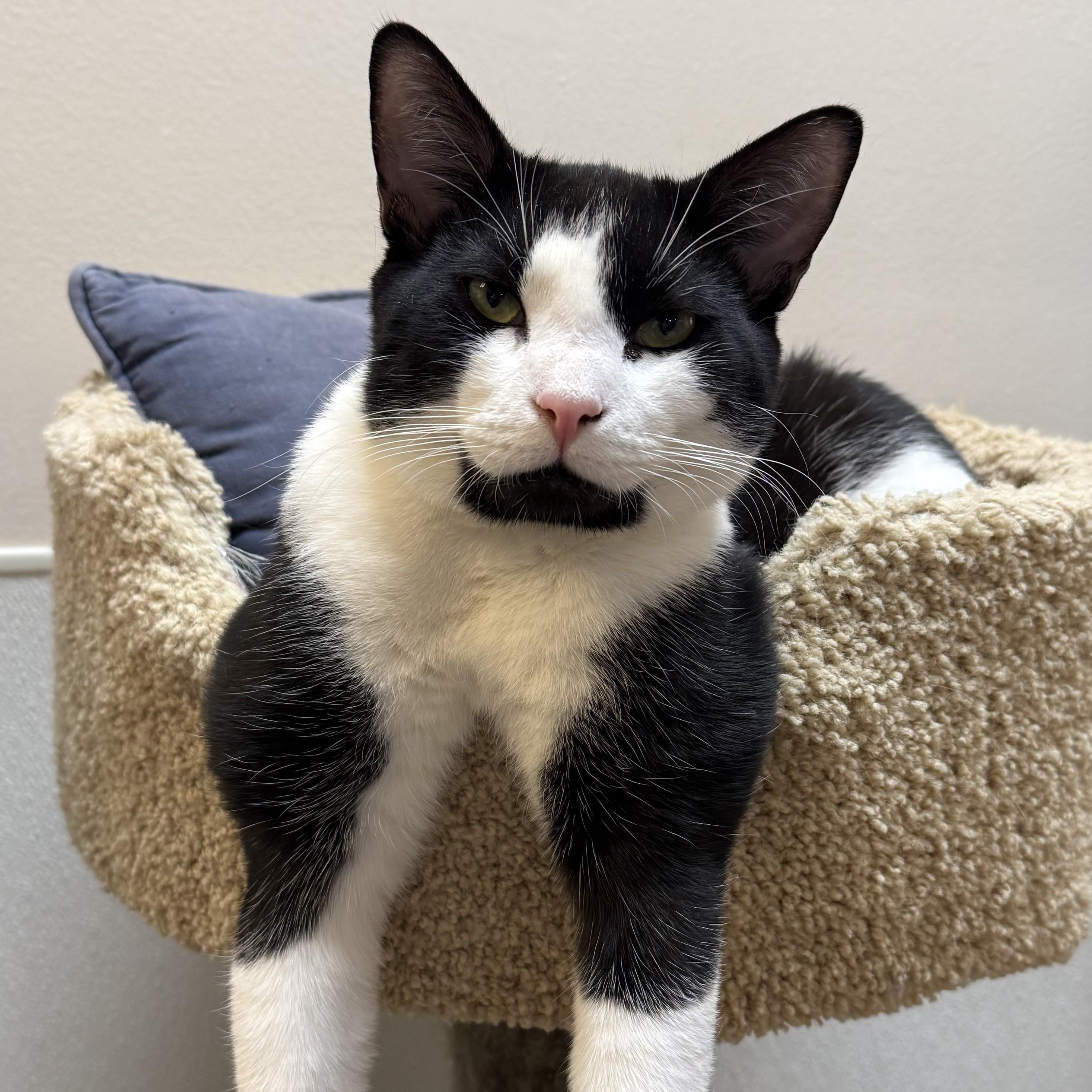 Timmy, Adoptable, Kitten Male Domestic Short Hair.