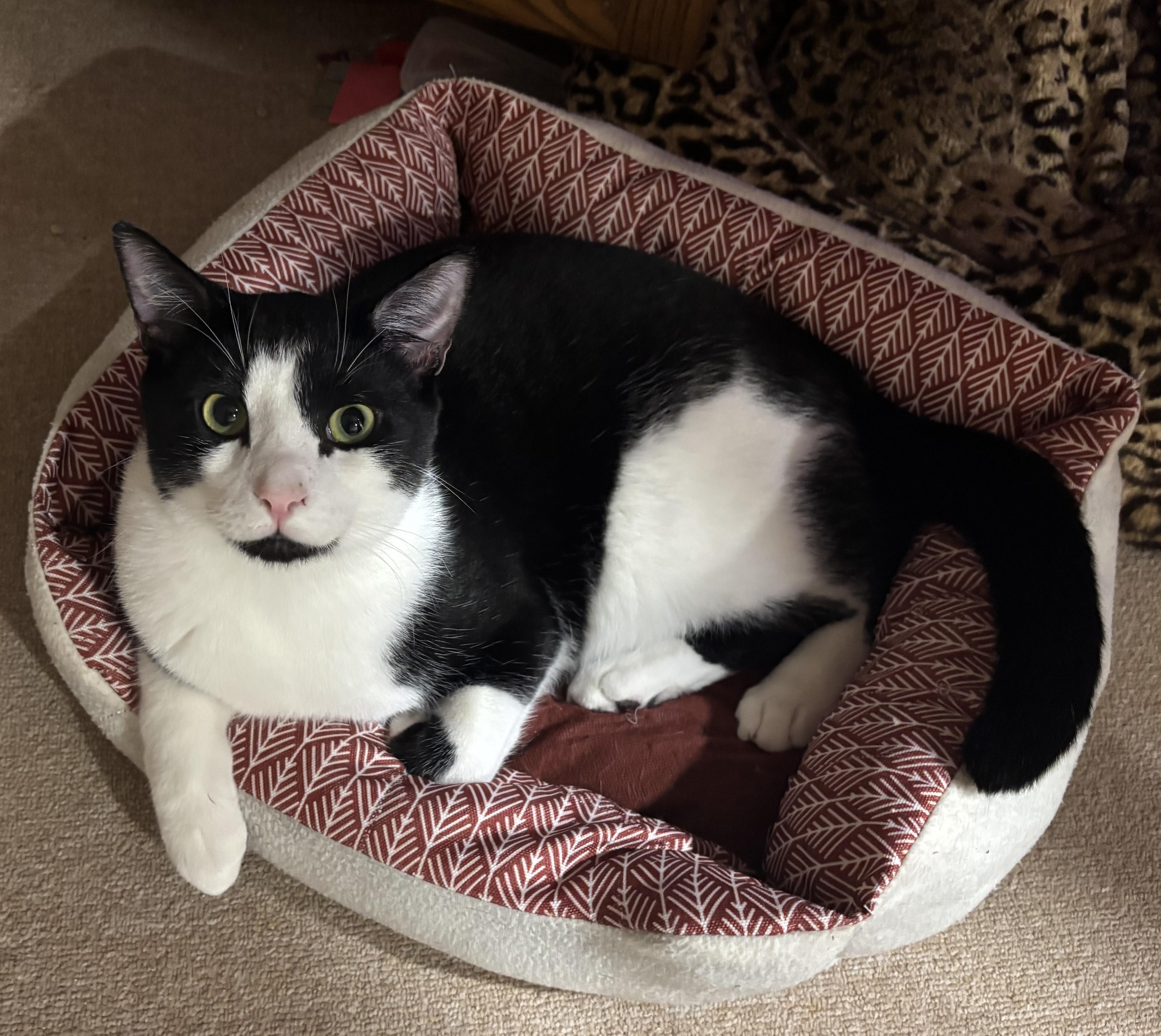 Timmy, adopted, Young Male Domestic Short Hair.