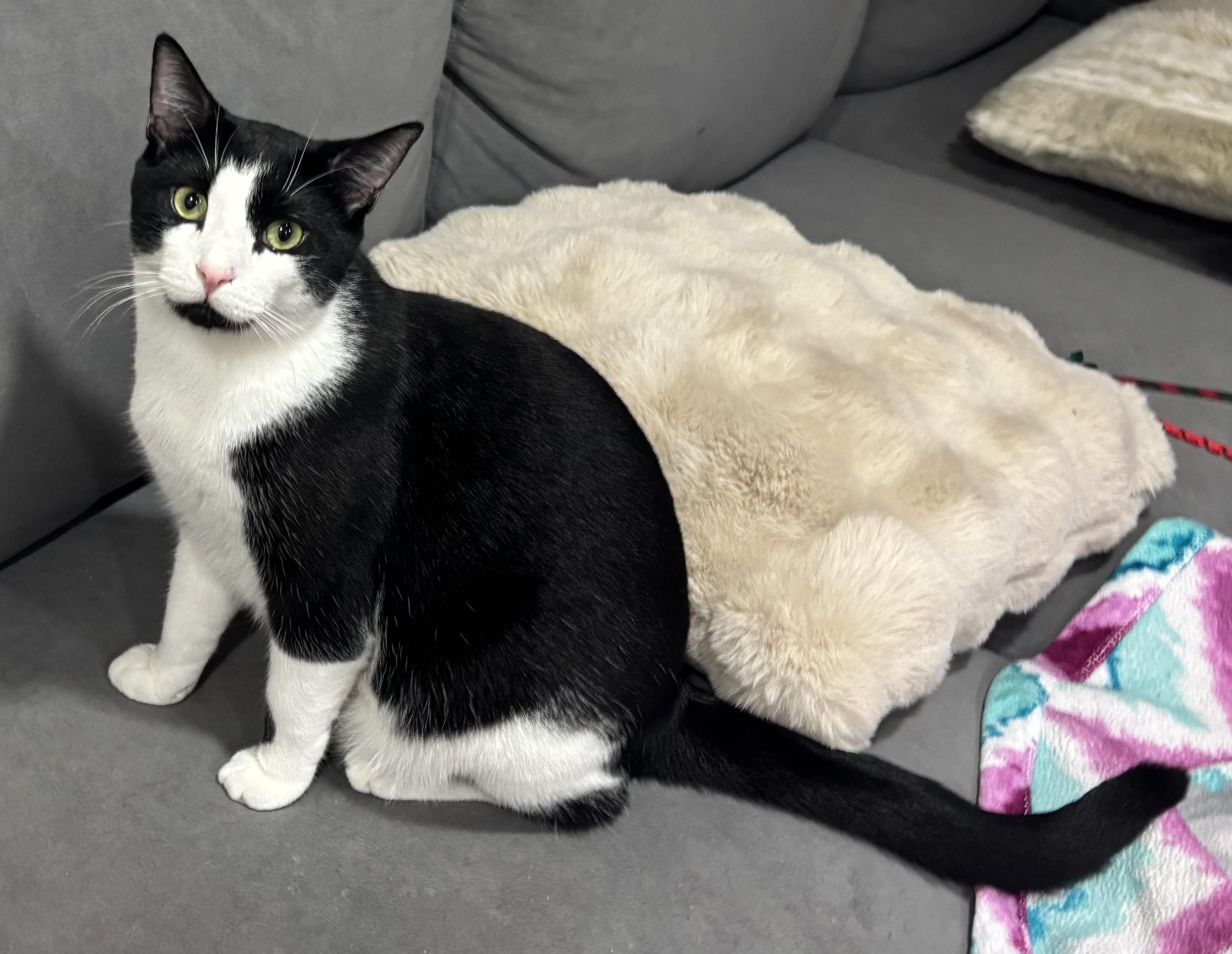 Enlarge Timmy, an adopted Domestic Short Hair in Dover, DE image 3/6