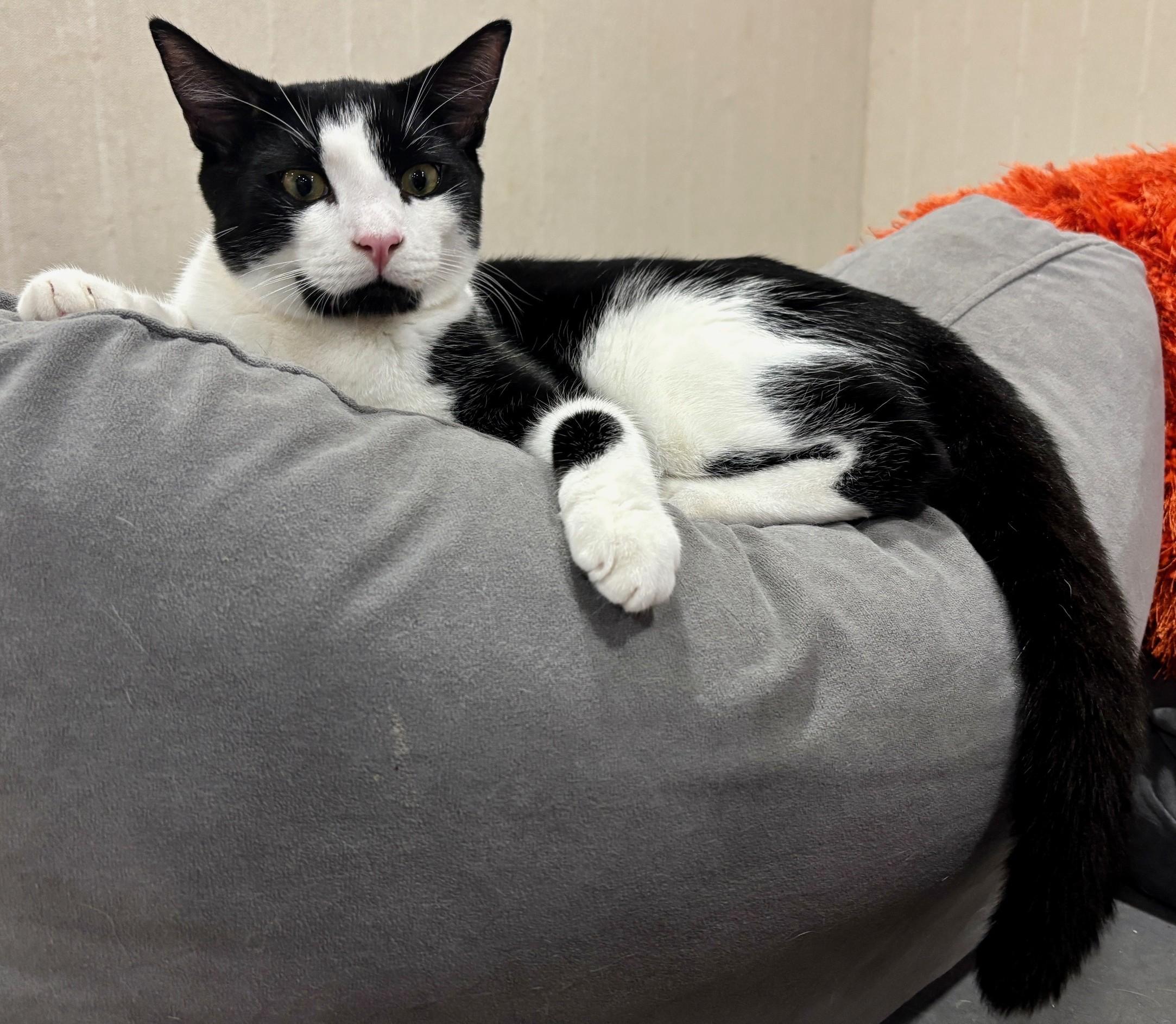 Enlarge Timmy, a Adoptable Domestic Short Hair in Dover, DE image 4/6