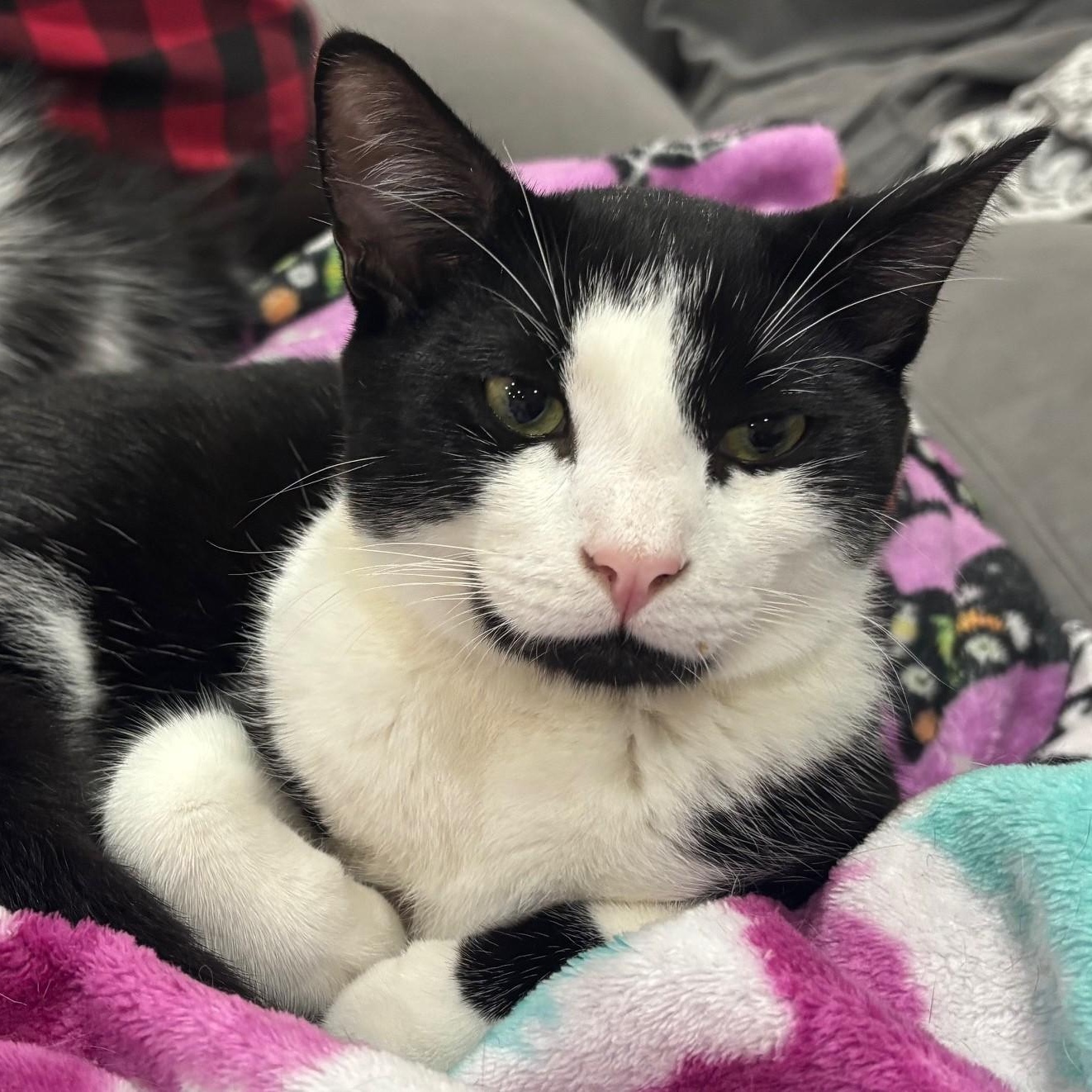 Timmy, Adoptable, Young Male Domestic Short Hair.