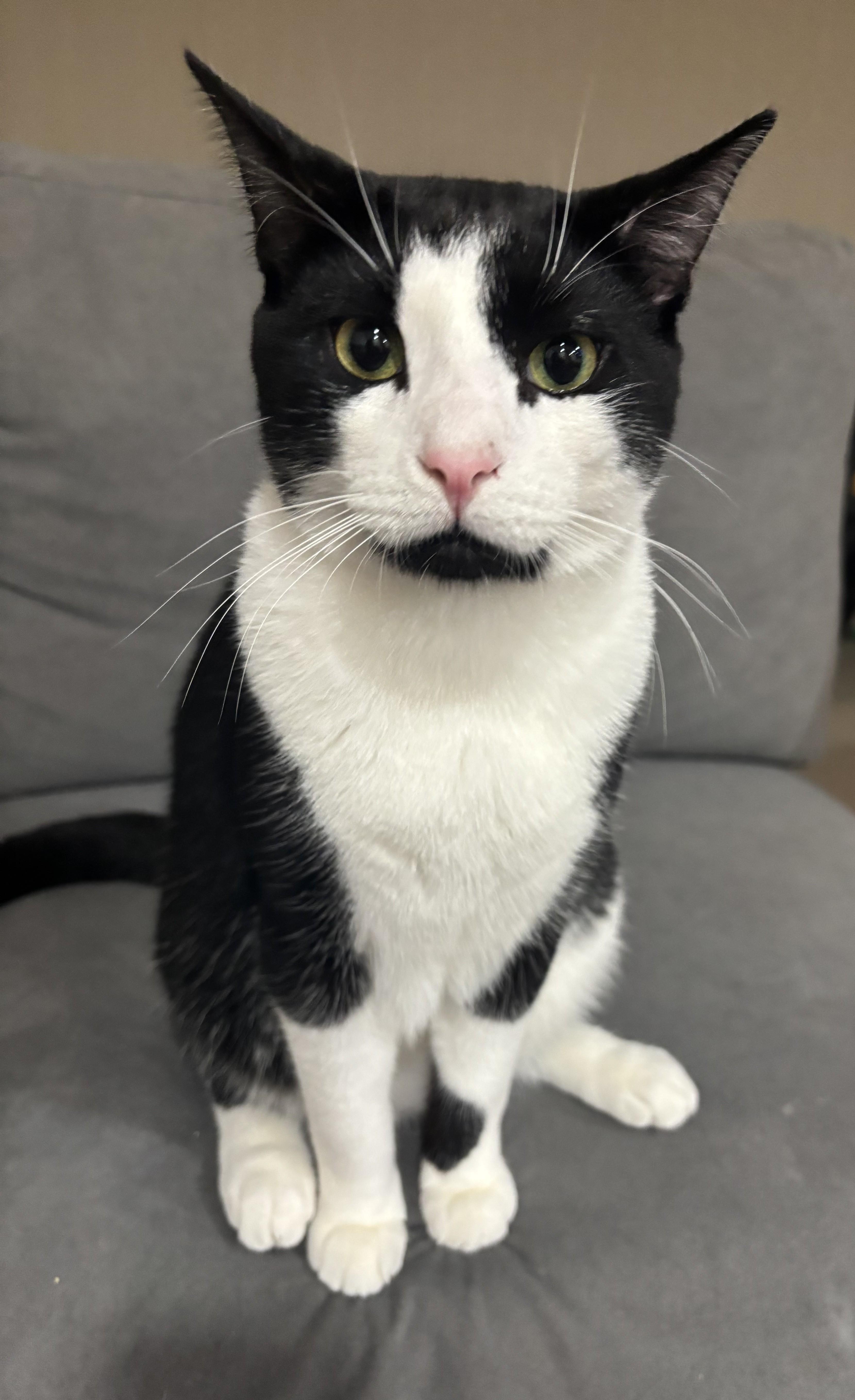 Enlarge Timmy, an adopted Domestic Short Hair in Dover, DE image 2/6
