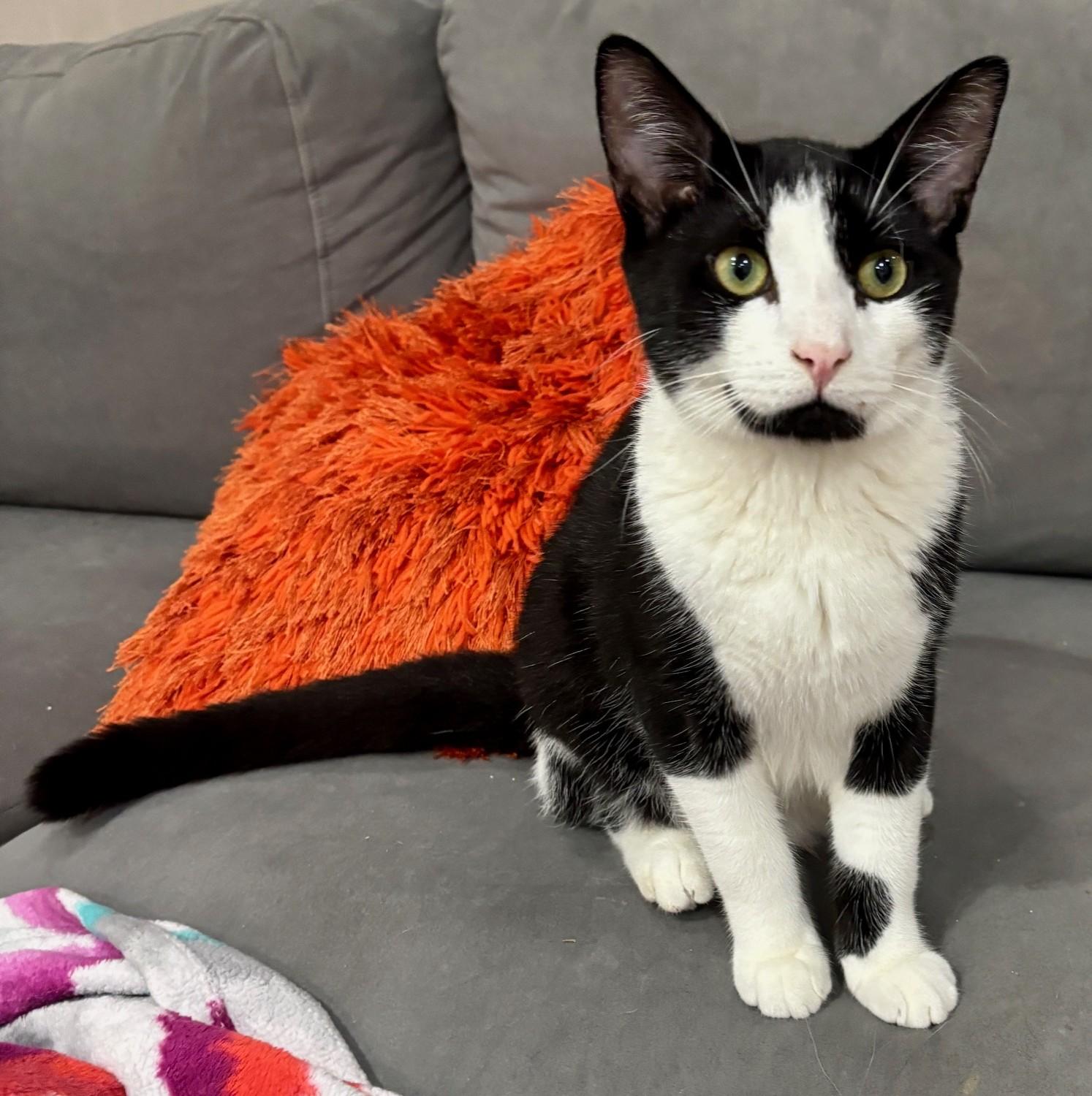 Enlarge Timmy, a Adoptable Domestic Short Hair in Dover, DE image 2/6