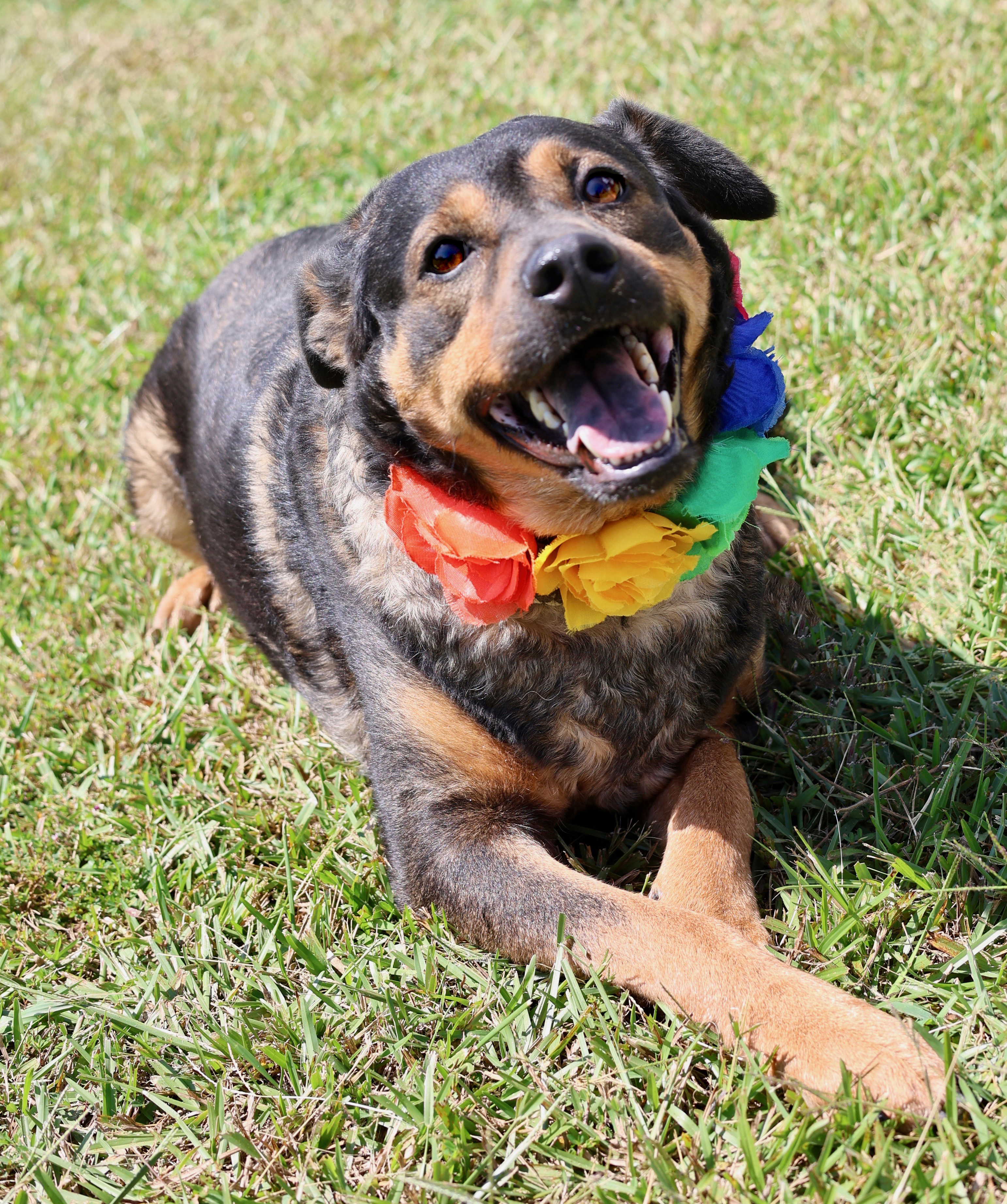 Blu, Adoptable, Adult Female German Shepherd Dog & Rottweiler.