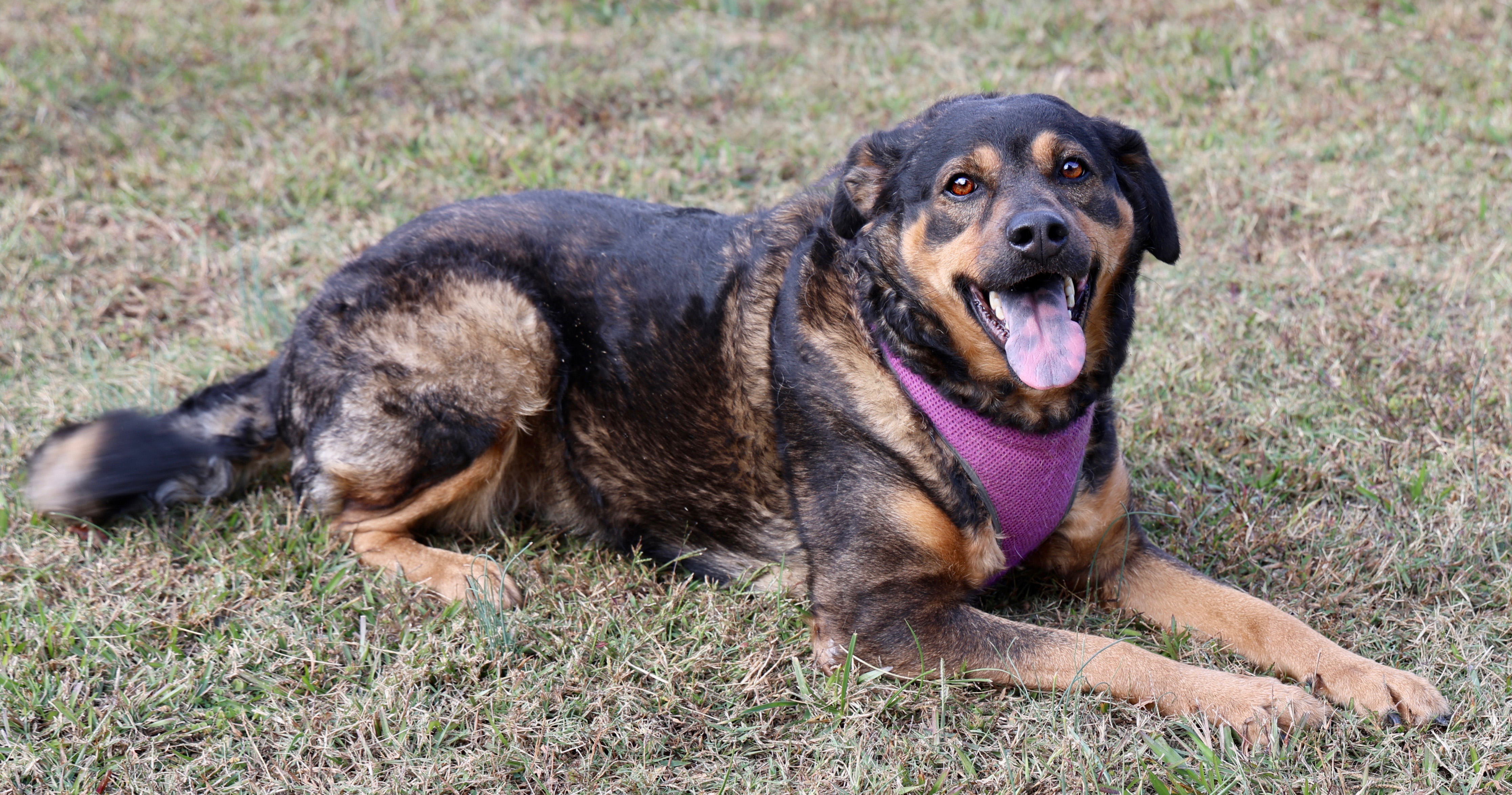 Enlarge Blu, a Adoptable mixed breed in Guntersville, AL image 3/5