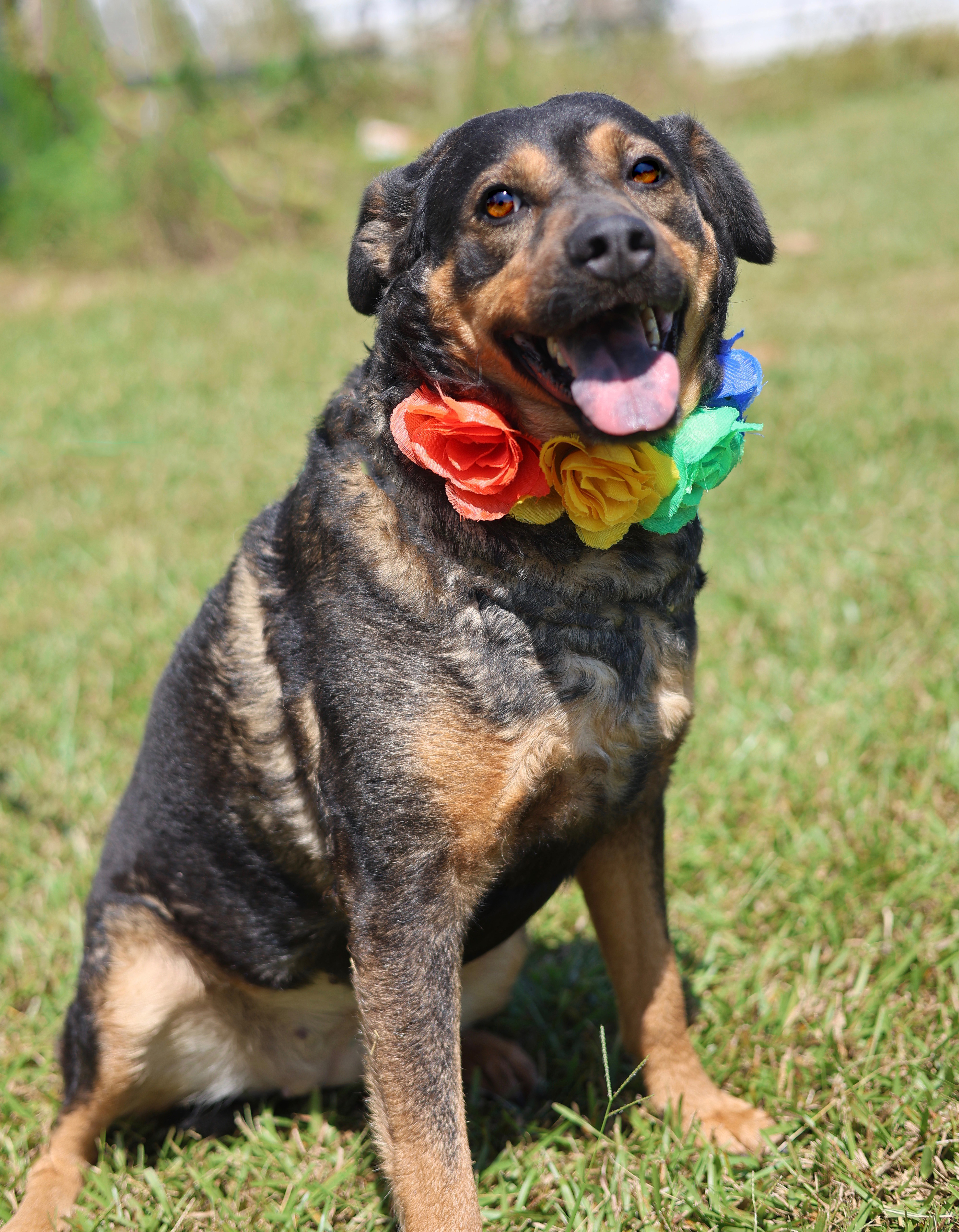 Enlarge Blu, a Adoptable mixed breed in Guntersville, AL image 4/5