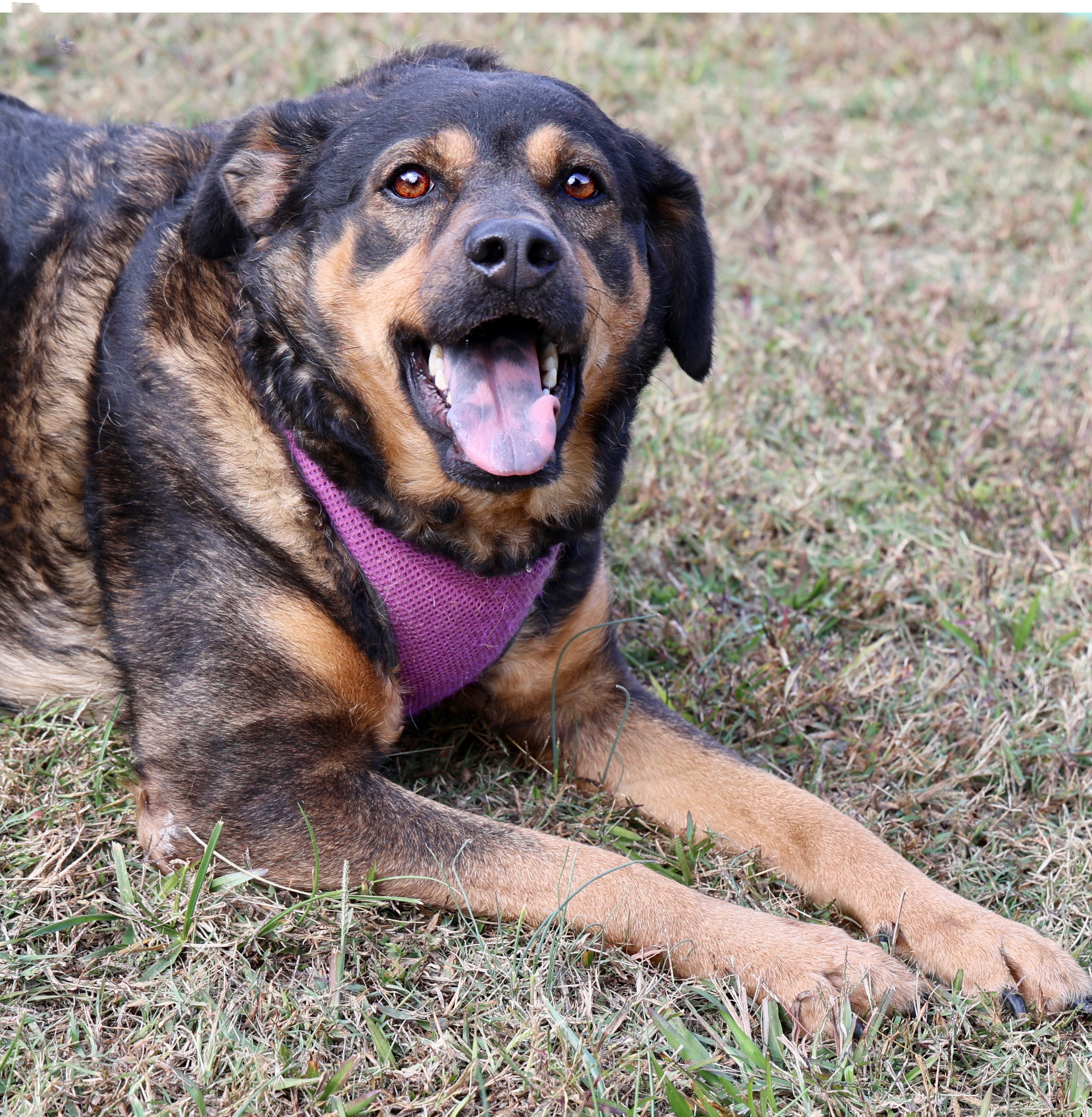 Enlarge Blu, a Adoptable mixed breed in Guntersville, AL image 2/5