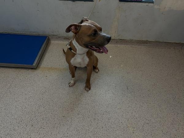 Buttercup, Adoptable, Young Male Mixed Breed.