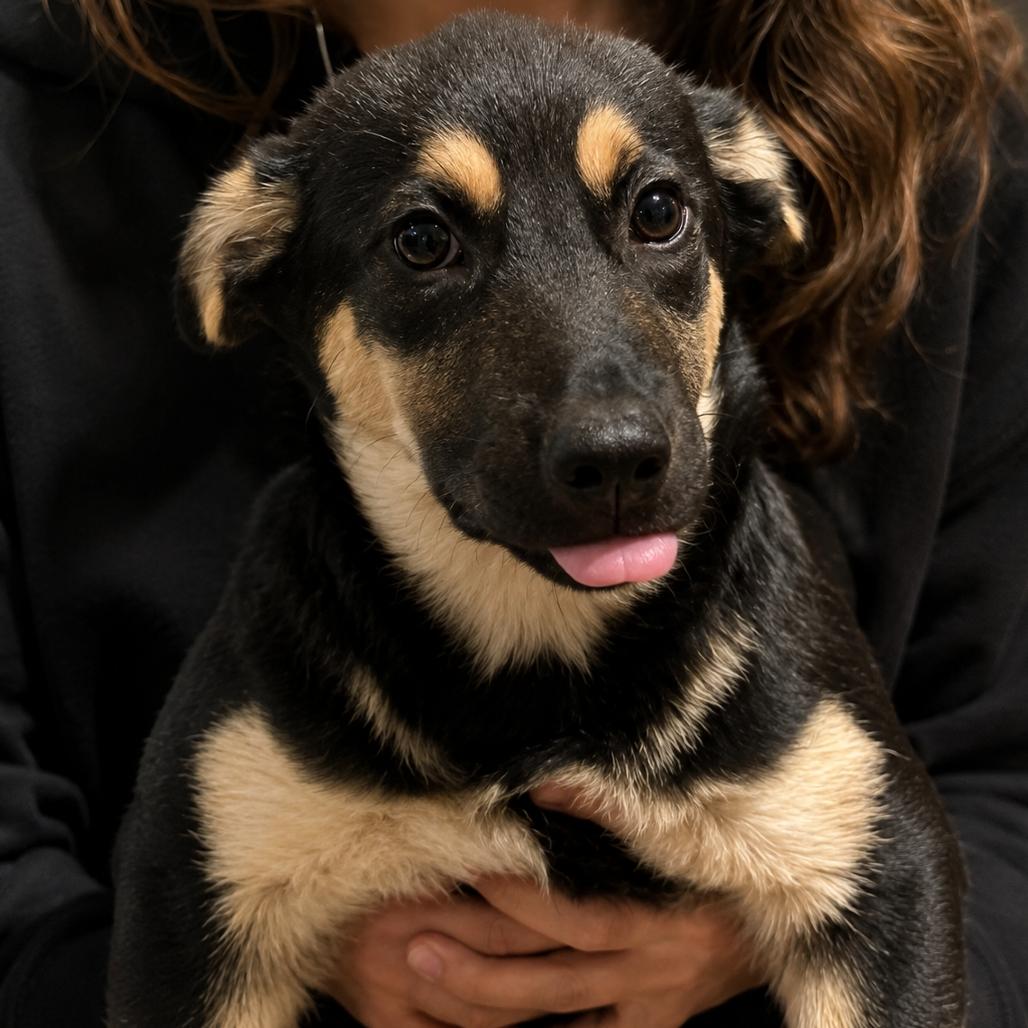 remy - 3 months ( Avail 8/12), Adoptable, Young Female Shepherd.