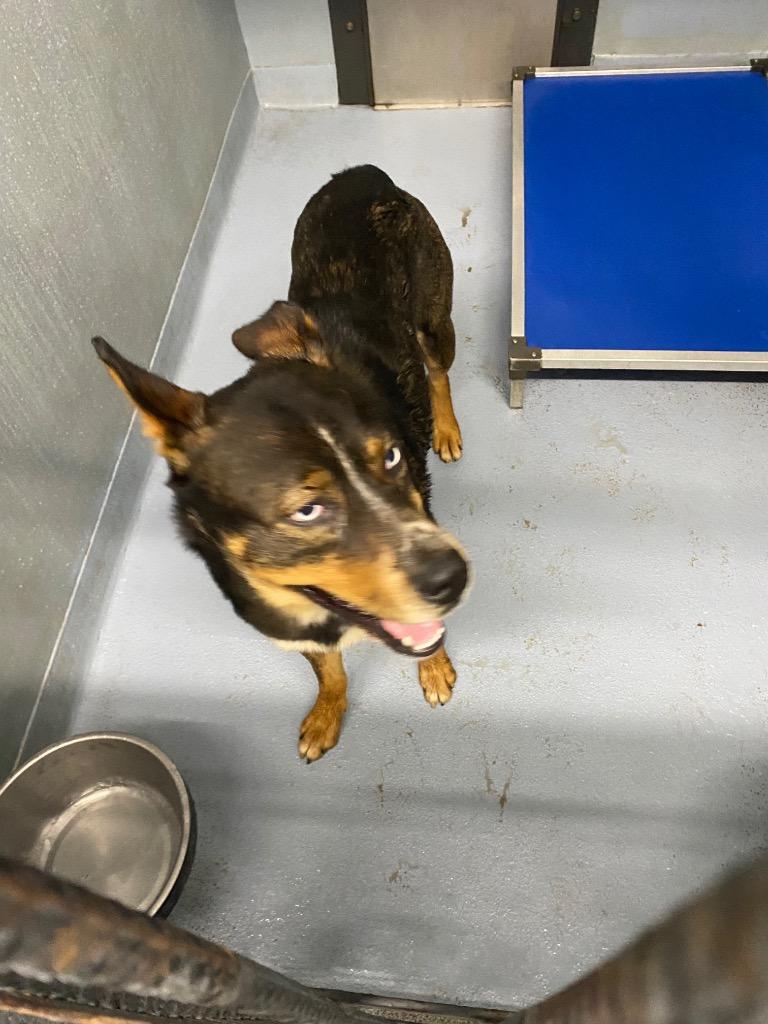 Bronx, Adoptable, Young Male Mixed Breed.