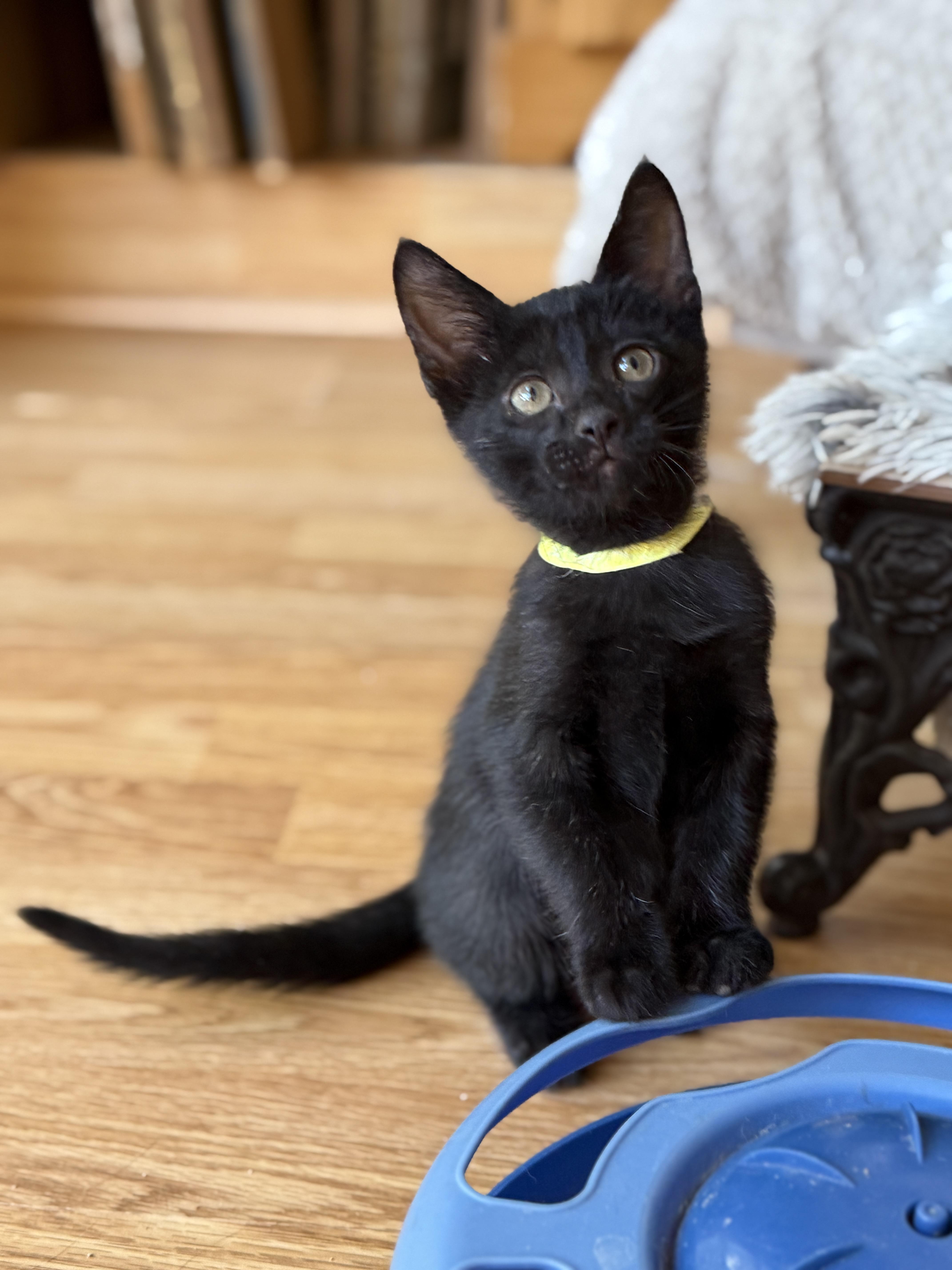 Enlarge Jack Black, a Adoptable mixed breed in Keller, TX image 1/6