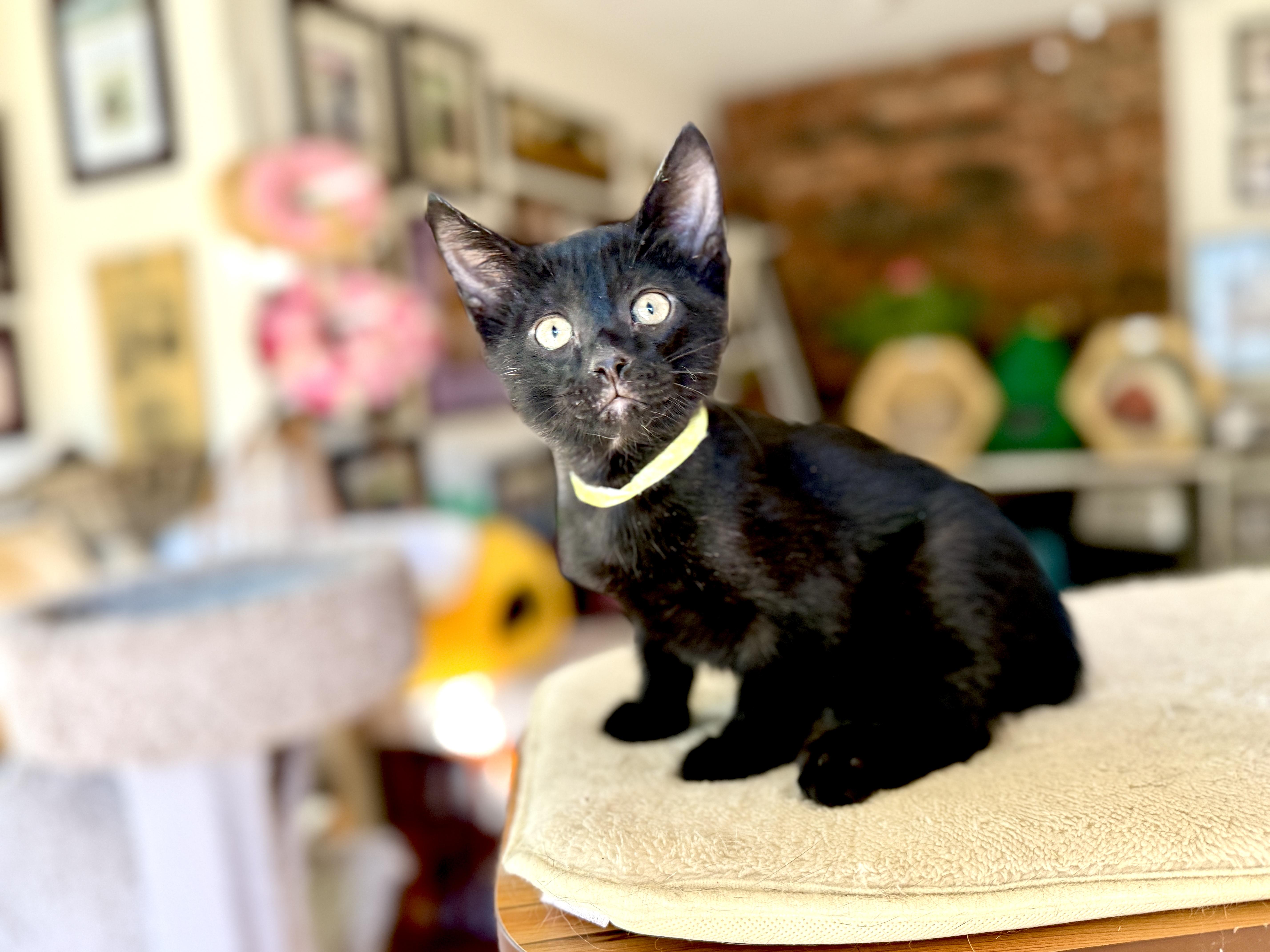 Enlarge Jack Black, a Adoptable mixed breed in Keller, TX image 2/6