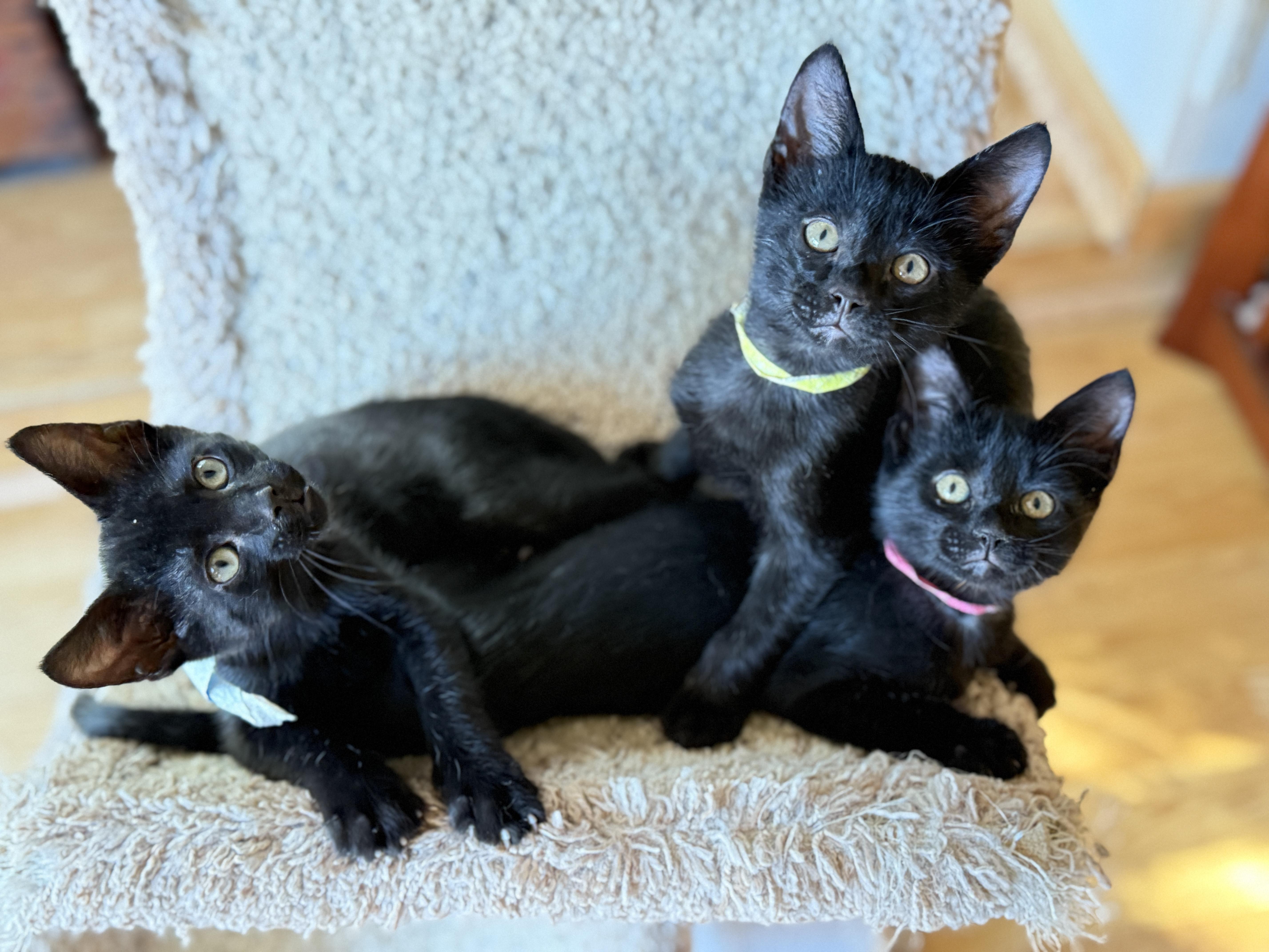 Enlarge Jack Black, a Adoptable mixed breed in Keller, TX image 4/6