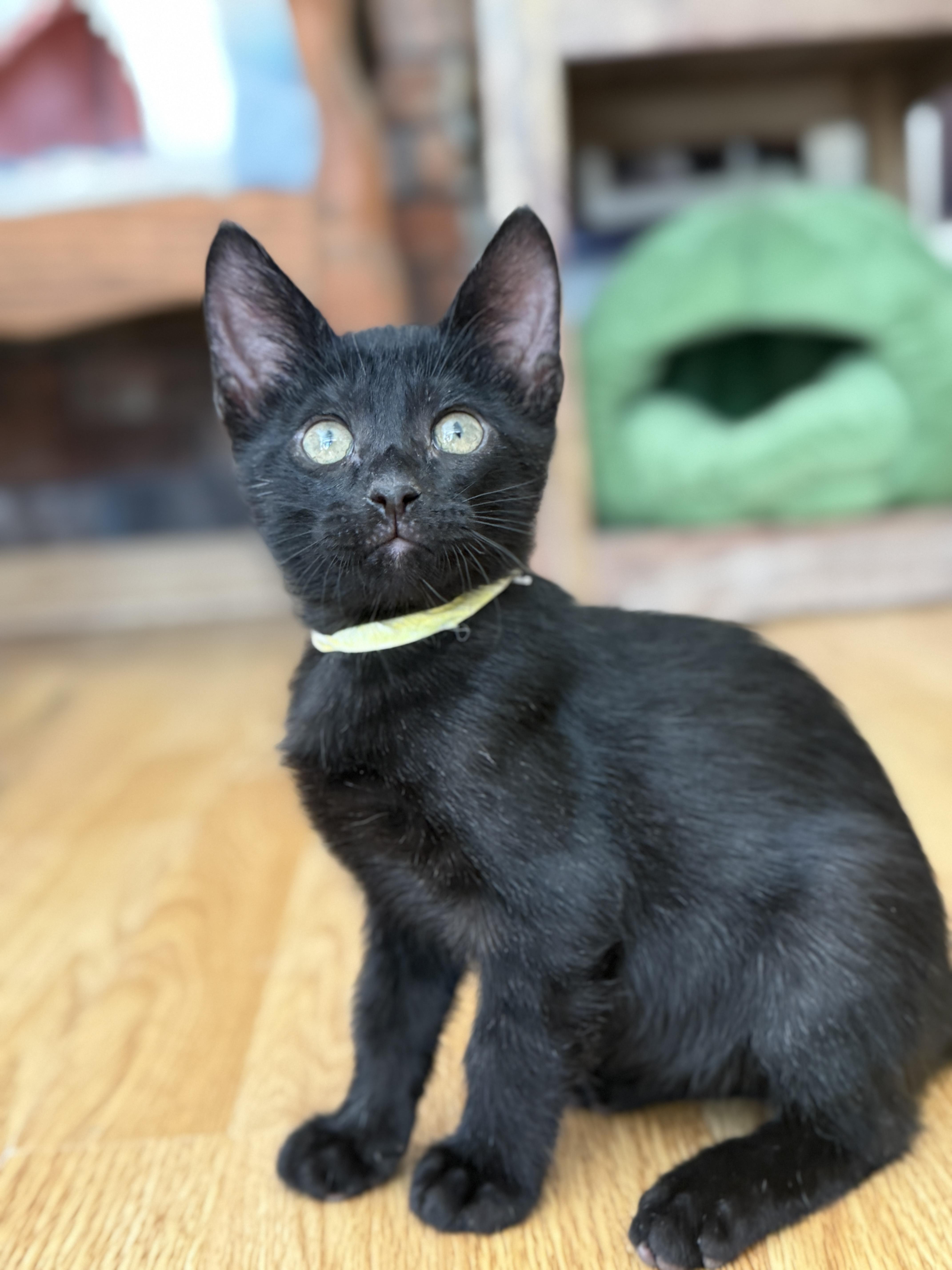 Enlarge Jack Black, a Adoptable mixed breed in Keller, TX image 5/6