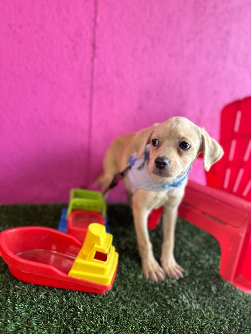 Dog for adoption Adam, a Pug & Yellow Labrador Retriever Mix in