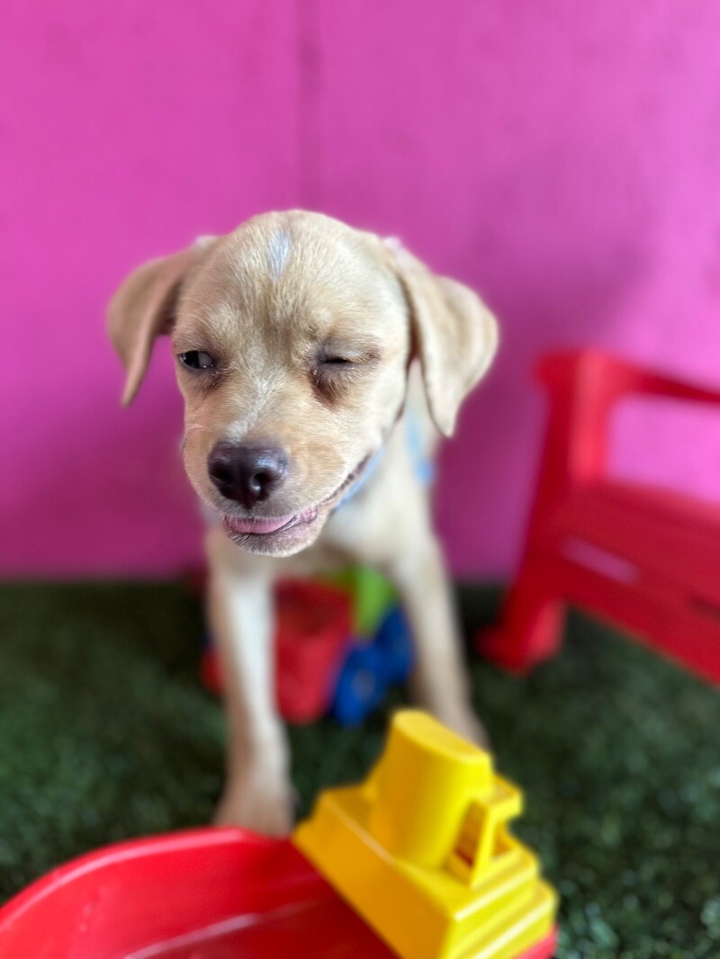 Dog for adoption Adam, a Pug & Yellow Labrador Retriever Mix in