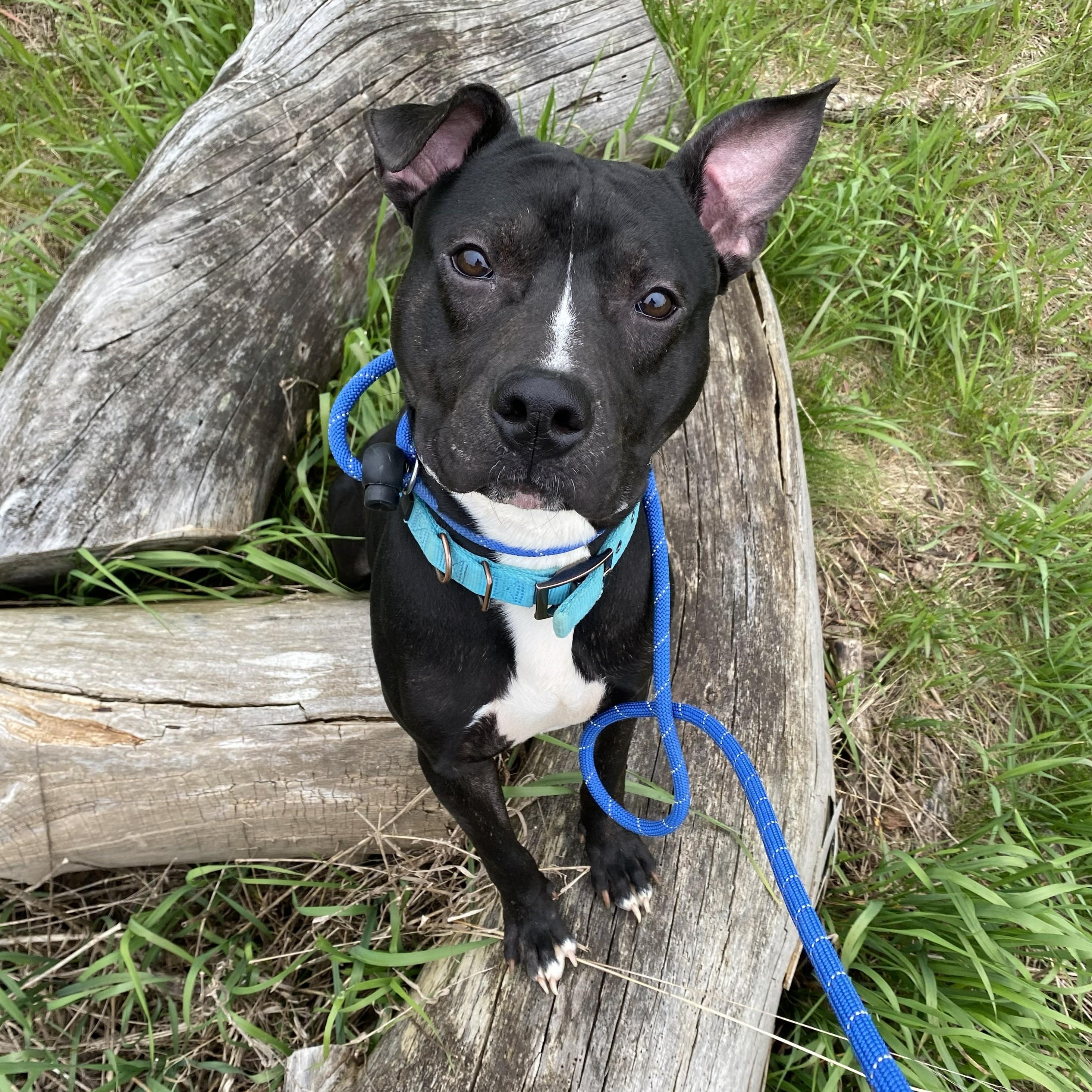 ZigZag, a ADOPTABLE Pit Bull Terrier in Allegan, MI image 2/6