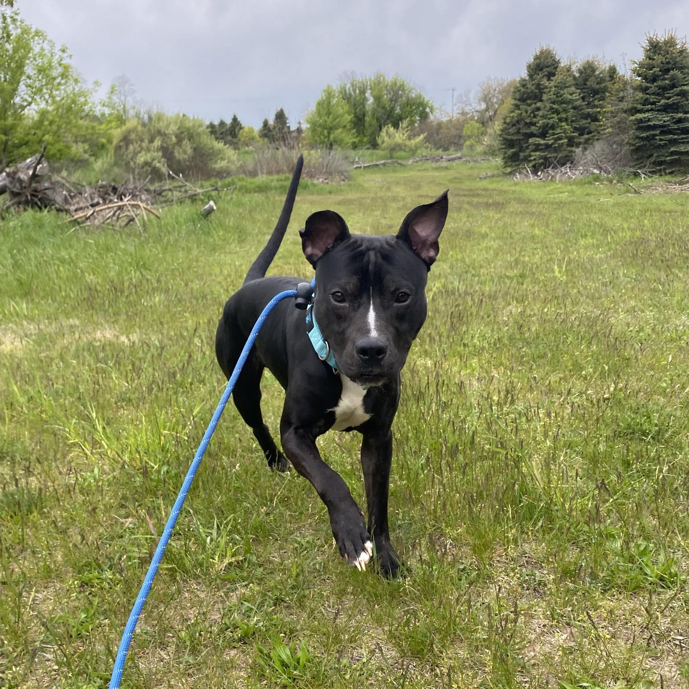 ZigZag, a ADOPTABLE Pit Bull Terrier in Allegan, MI image 5/6