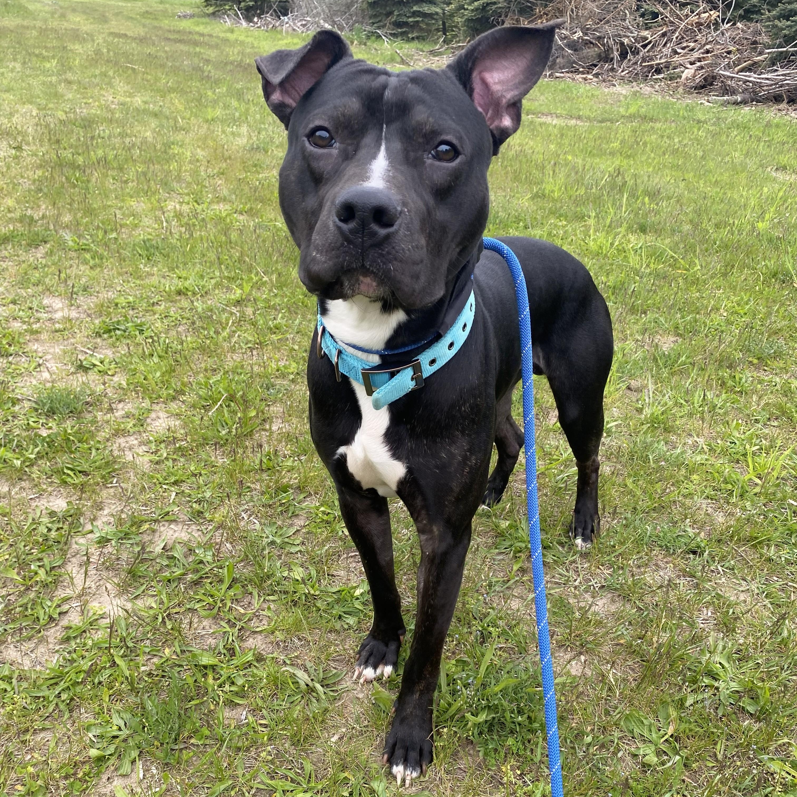ZigZag, a ADOPTABLE Pit Bull Terrier in Allegan, MI image 3/6