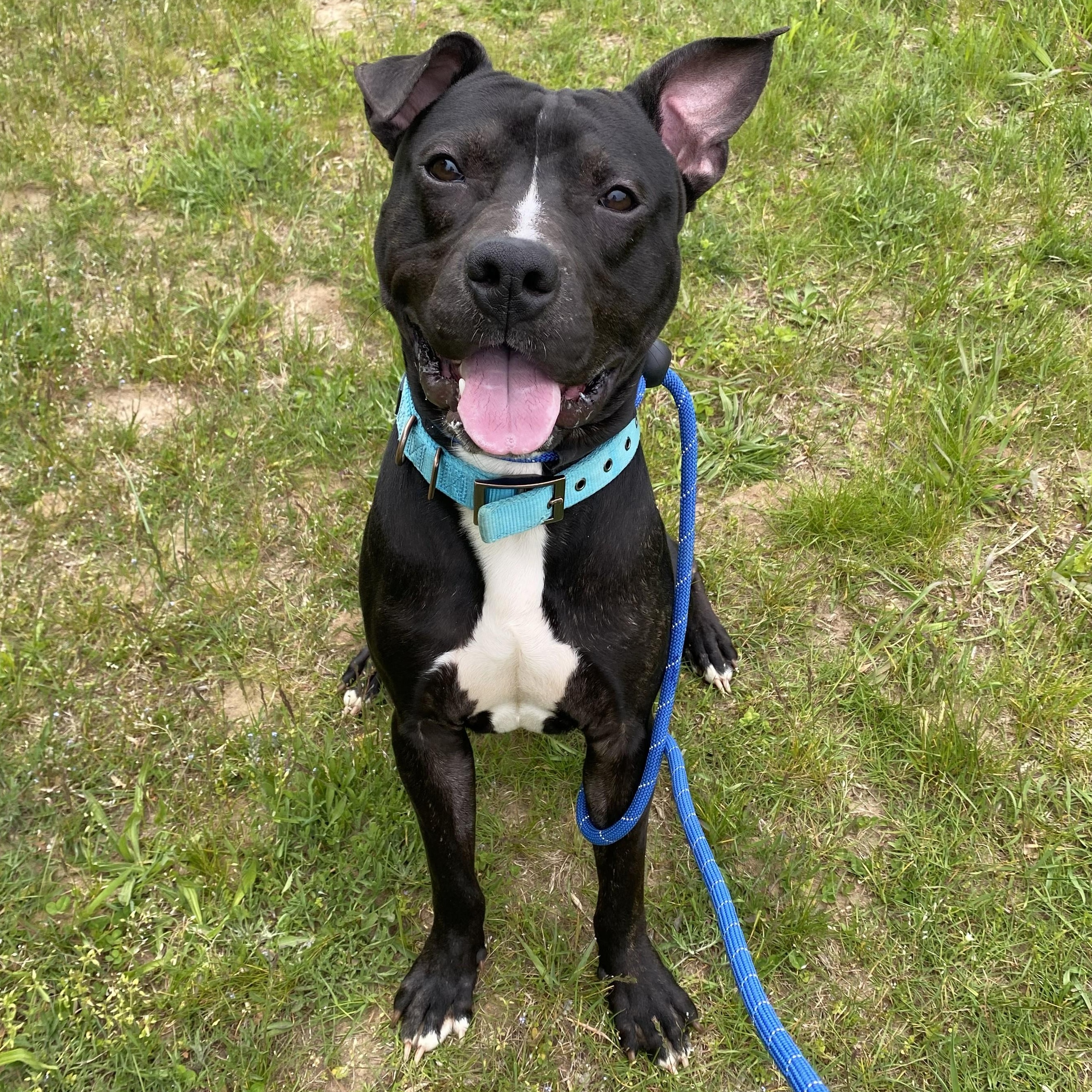 ZigZag, ADOPTABLE, Adult Male Pit Bull Terrier.