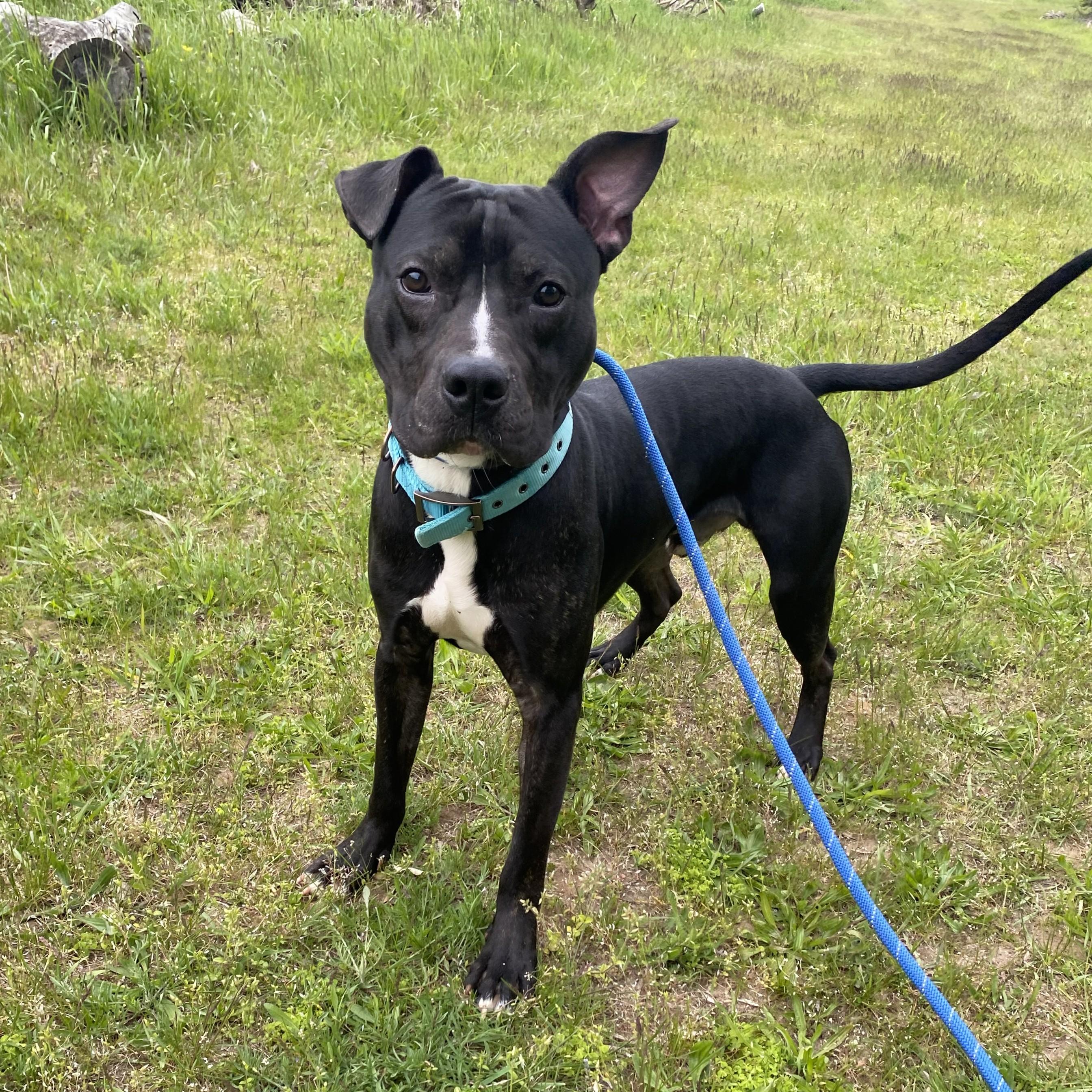 ZigZag, a ADOPTABLE Pit Bull Terrier in Allegan, MI image 4/6