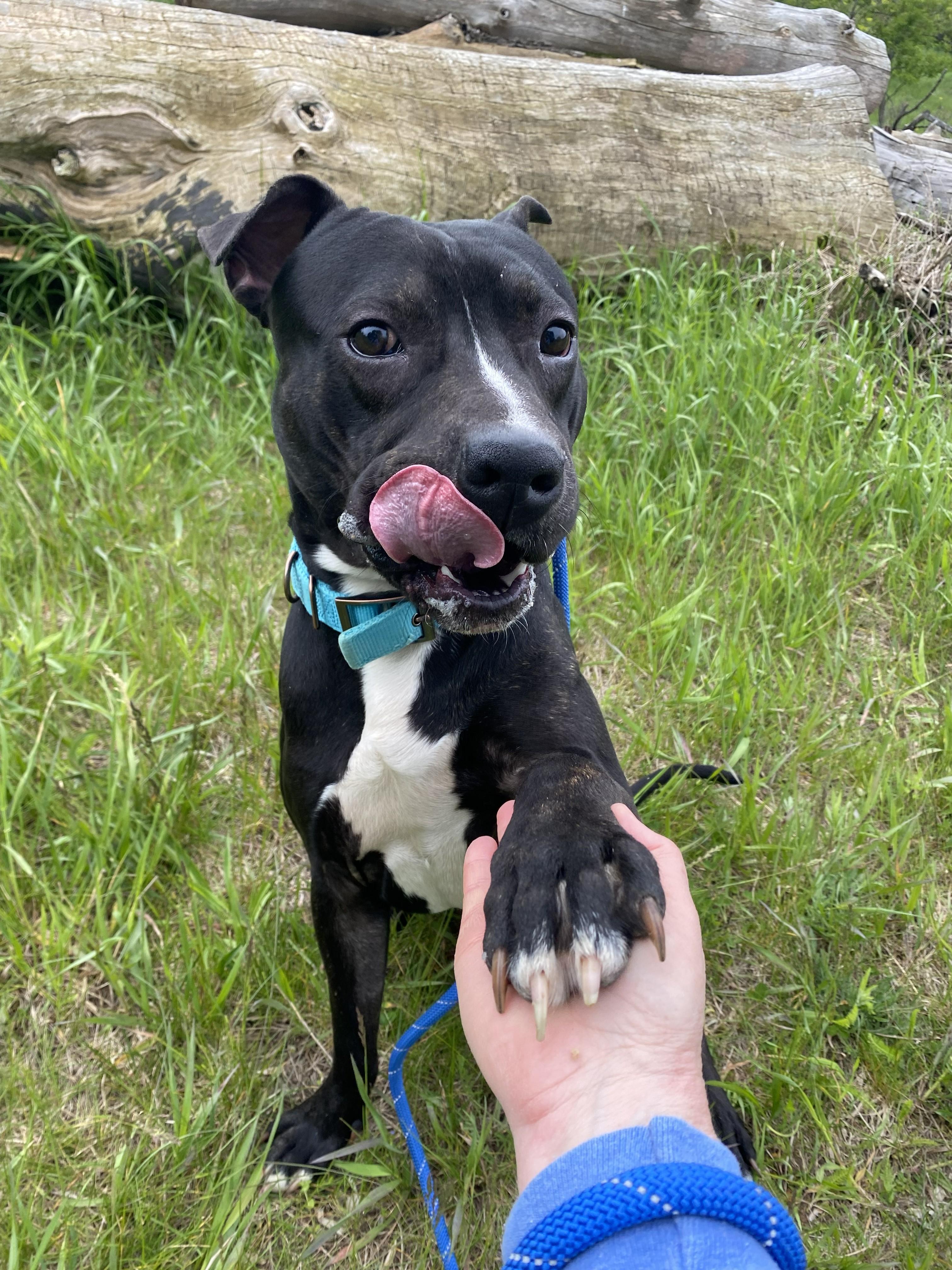 ZigZag, a ADOPTABLE Pit Bull Terrier in Allegan, MI image 6/6
