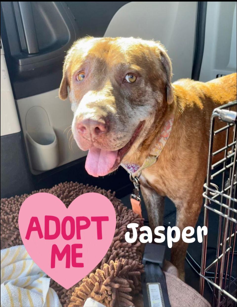 Jasper, Adopted, Senior Male Labrador Retriever.
