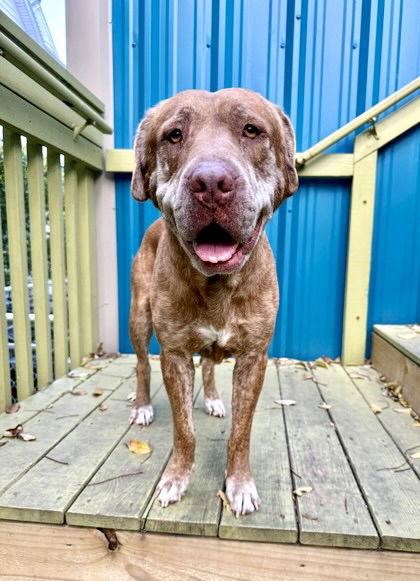Enlarge Jasper, a Adopted Labrador Retriever in MARATHON, FL image 2/3