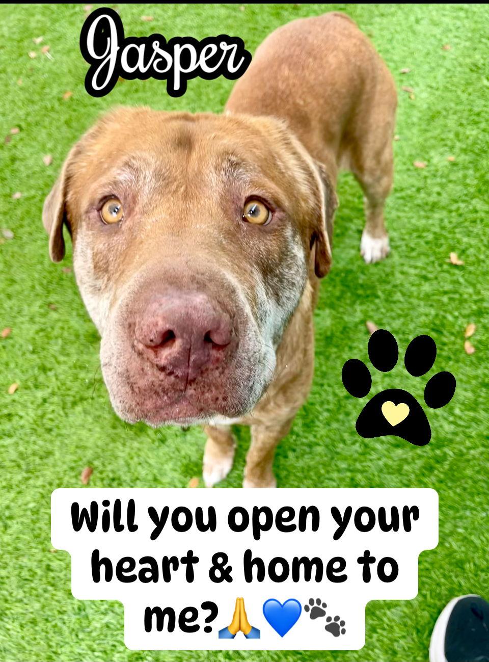 Enlarge Jasper, a Adopted Labrador Retriever in MARATHON, FL image 3/3