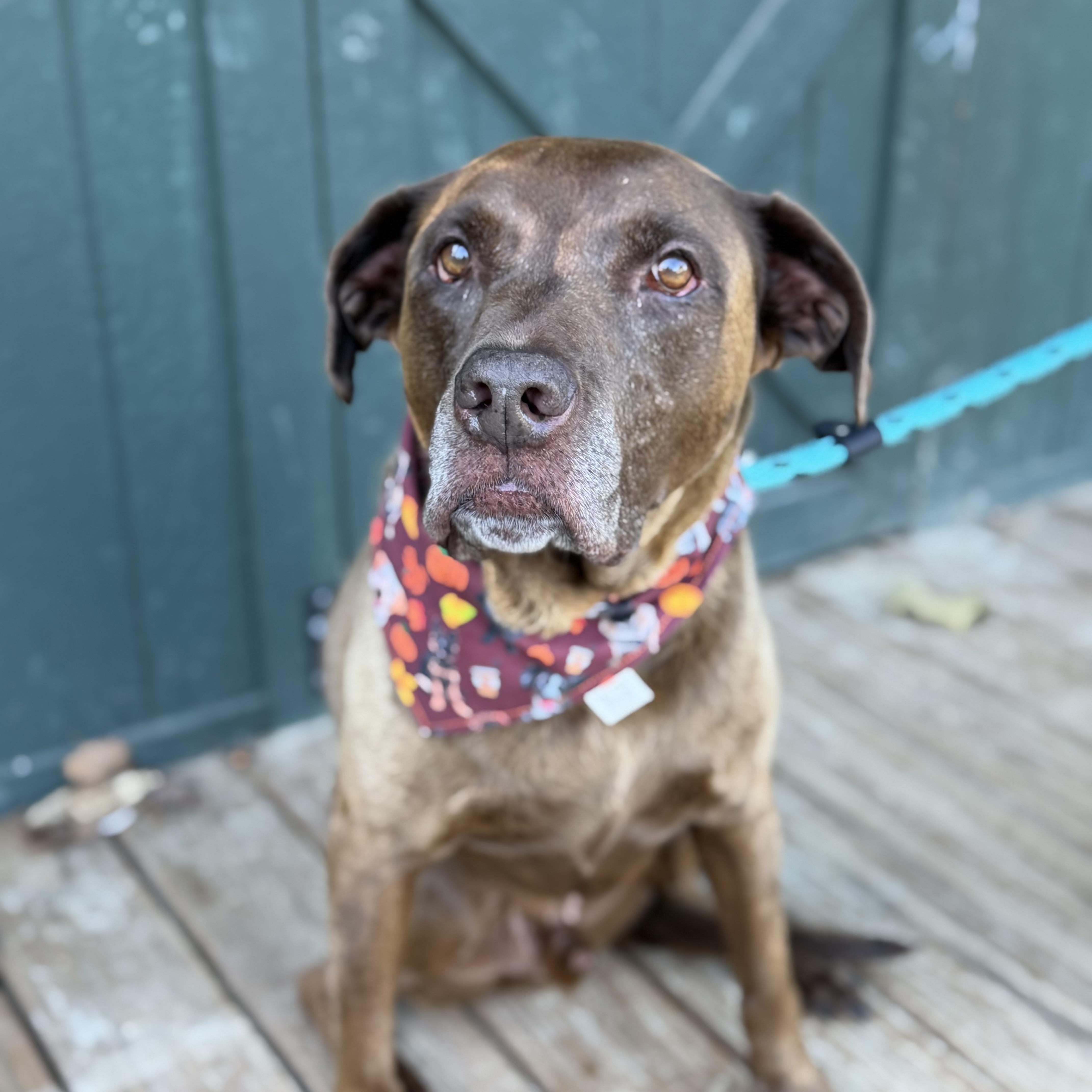 Enlarge Maximus, a Adoptable mixed breed in Smithtown, NY image 4/6