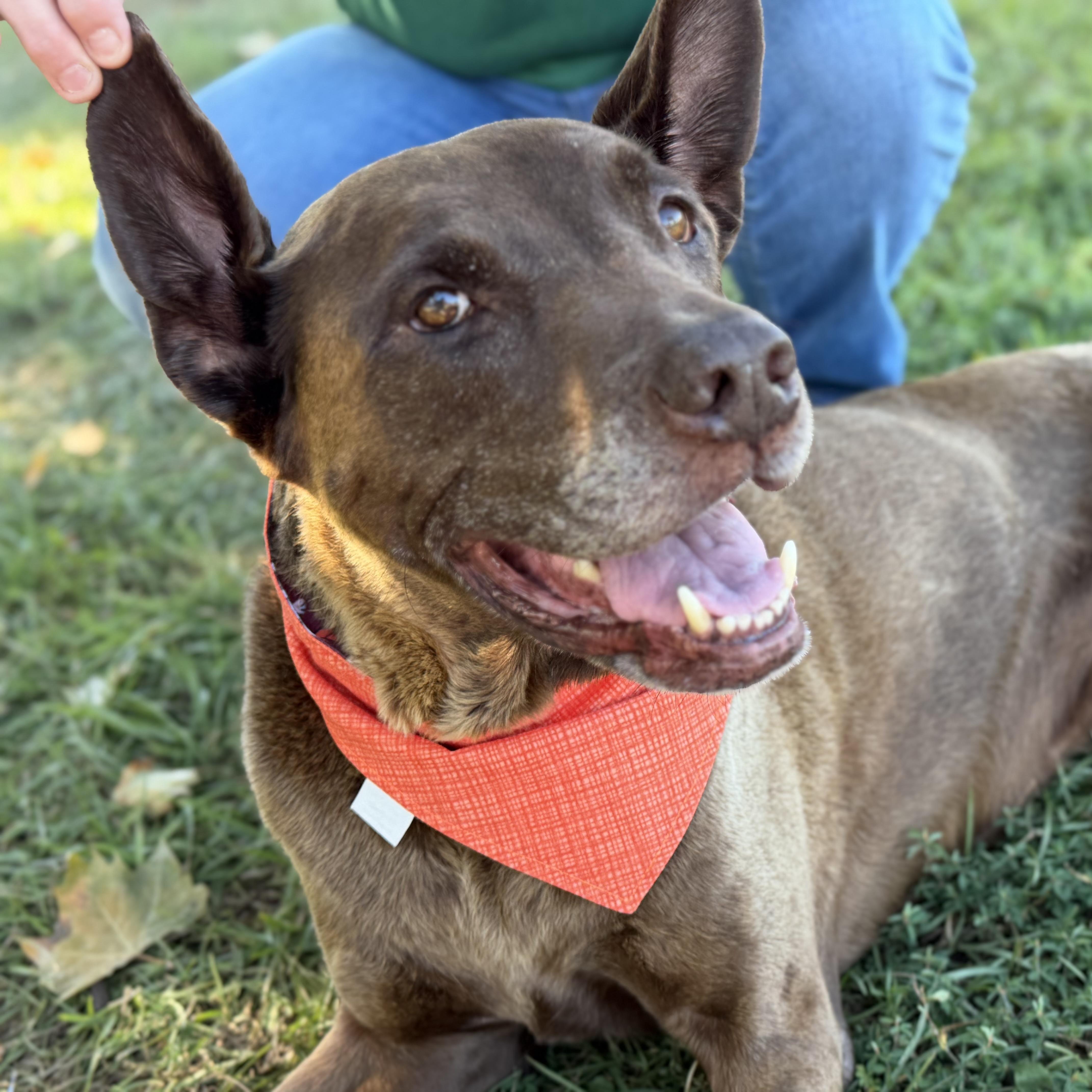 Enlarge Maximus, a Adoptable mixed breed in Smithtown, NY image 2/6