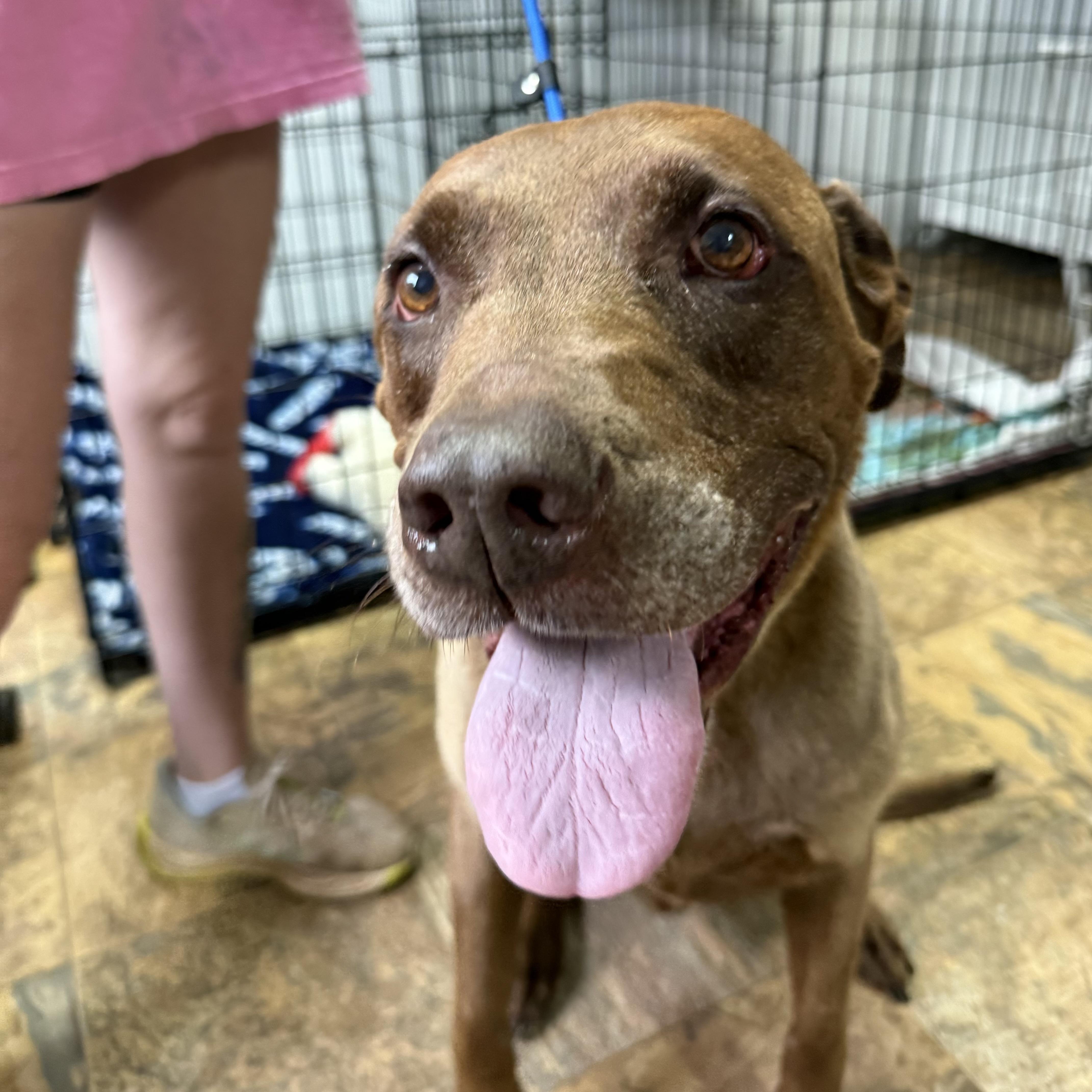 Enlarge Maximus, a Adoptable mixed breed in Smithtown, NY image 3/6