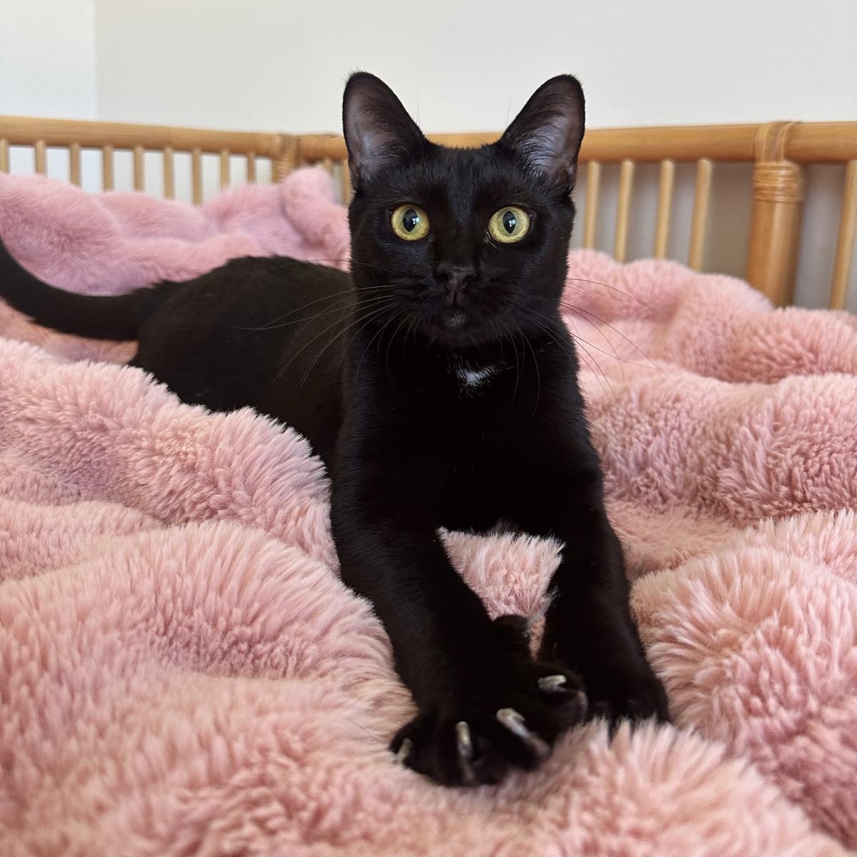 Enlarge Koa, a ADOPTABLE Domestic Short Hair in Savannah, GA image 4/5