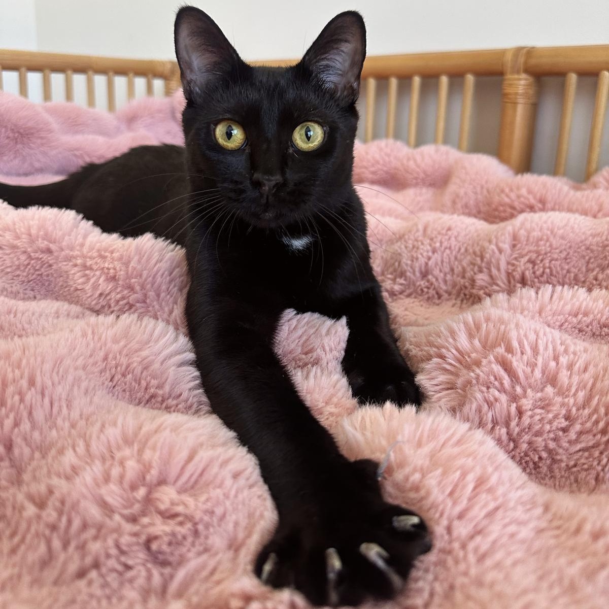 Enlarge Koa, a ADOPTABLE Domestic Short Hair in Savannah, GA image 2/5