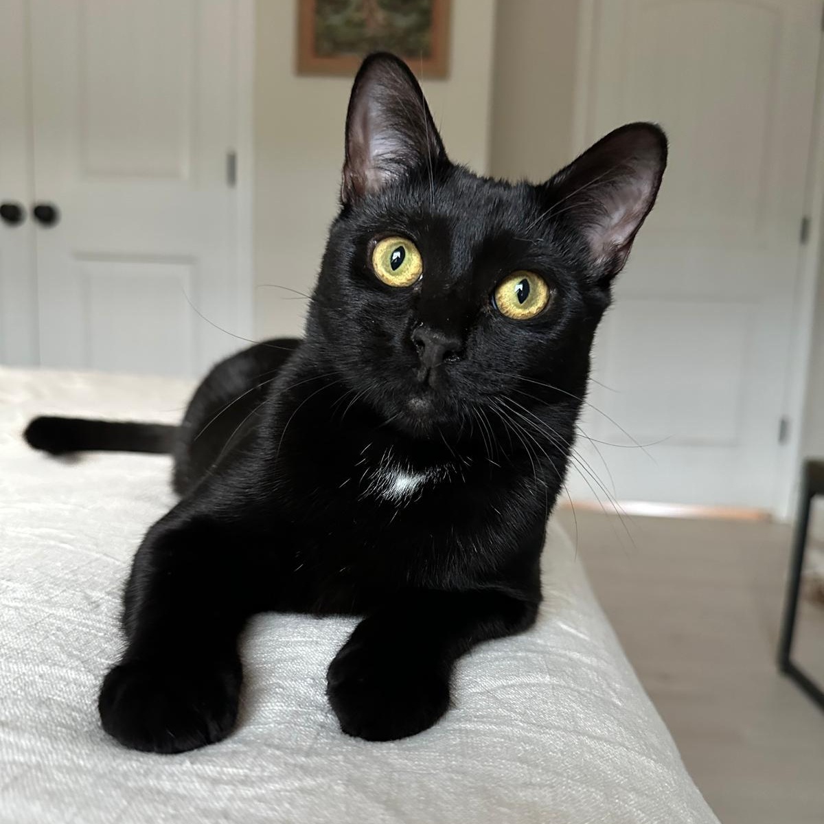 Enlarge Koa, a ADOPTABLE Domestic Short Hair in Savannah, GA image 5/5
