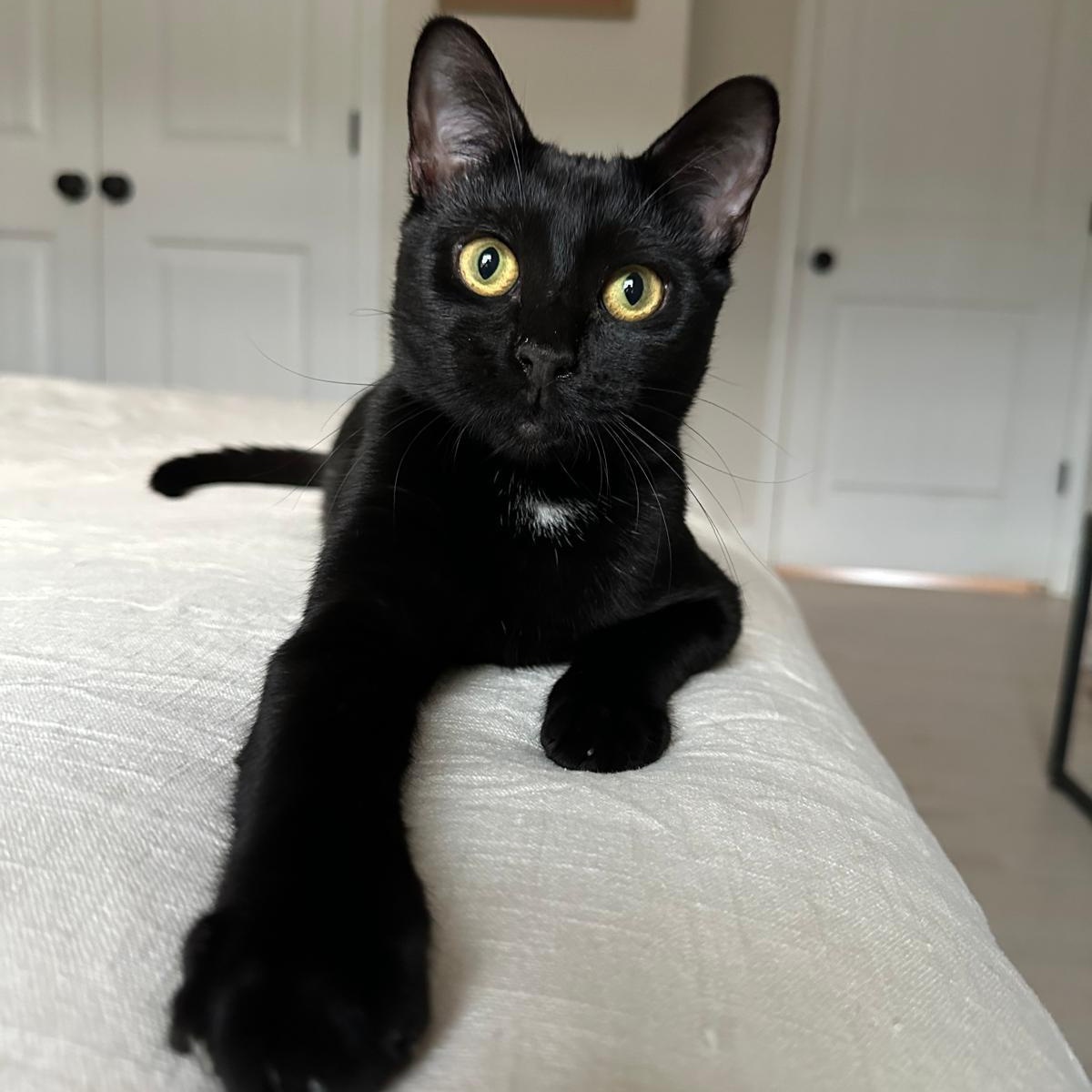 Enlarge Koa, a ADOPTABLE Domestic Short Hair in Savannah, GA image 1/5