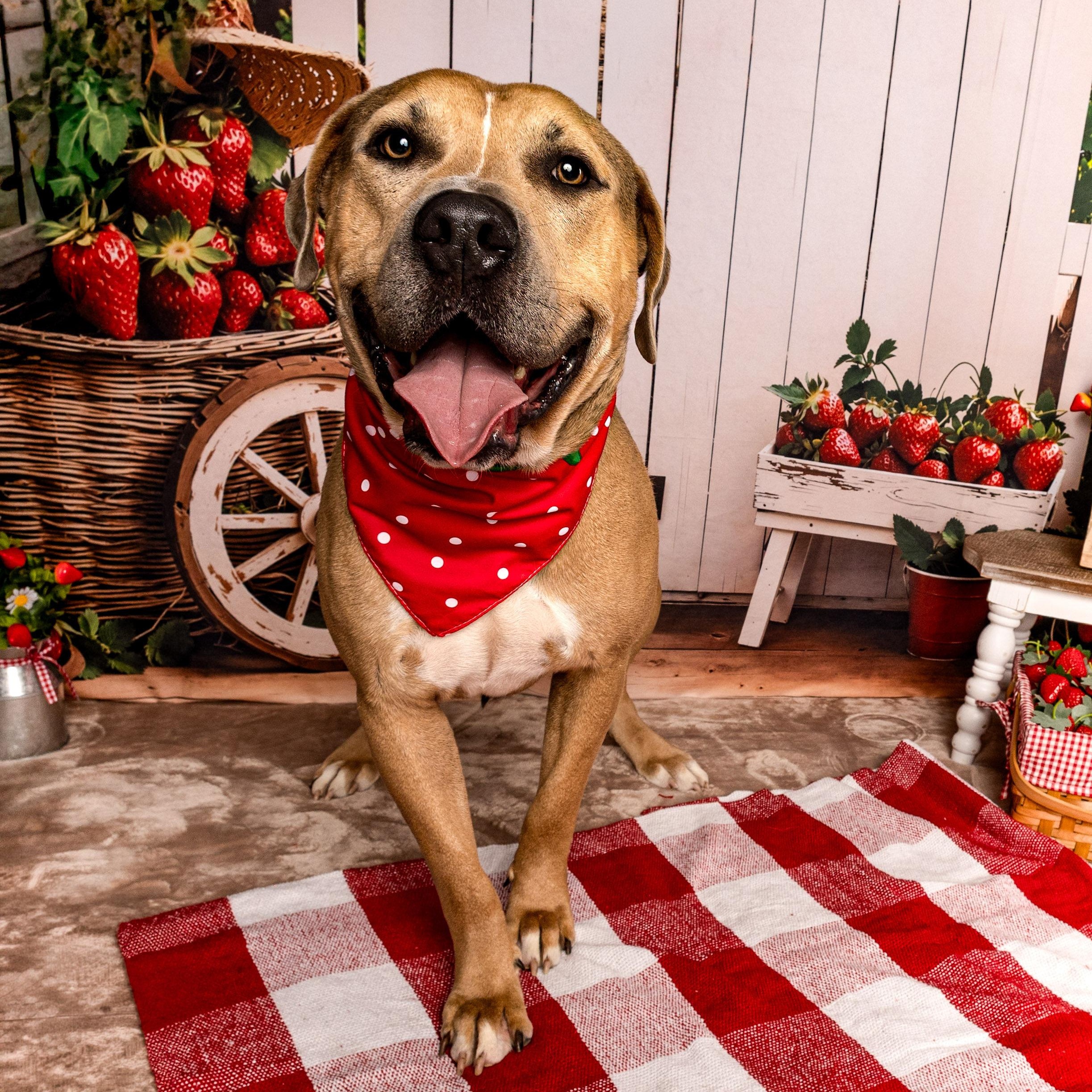 Barney, Adopted, Adult Male American Staffordshire Terrier & Pit Bull Terrier.
