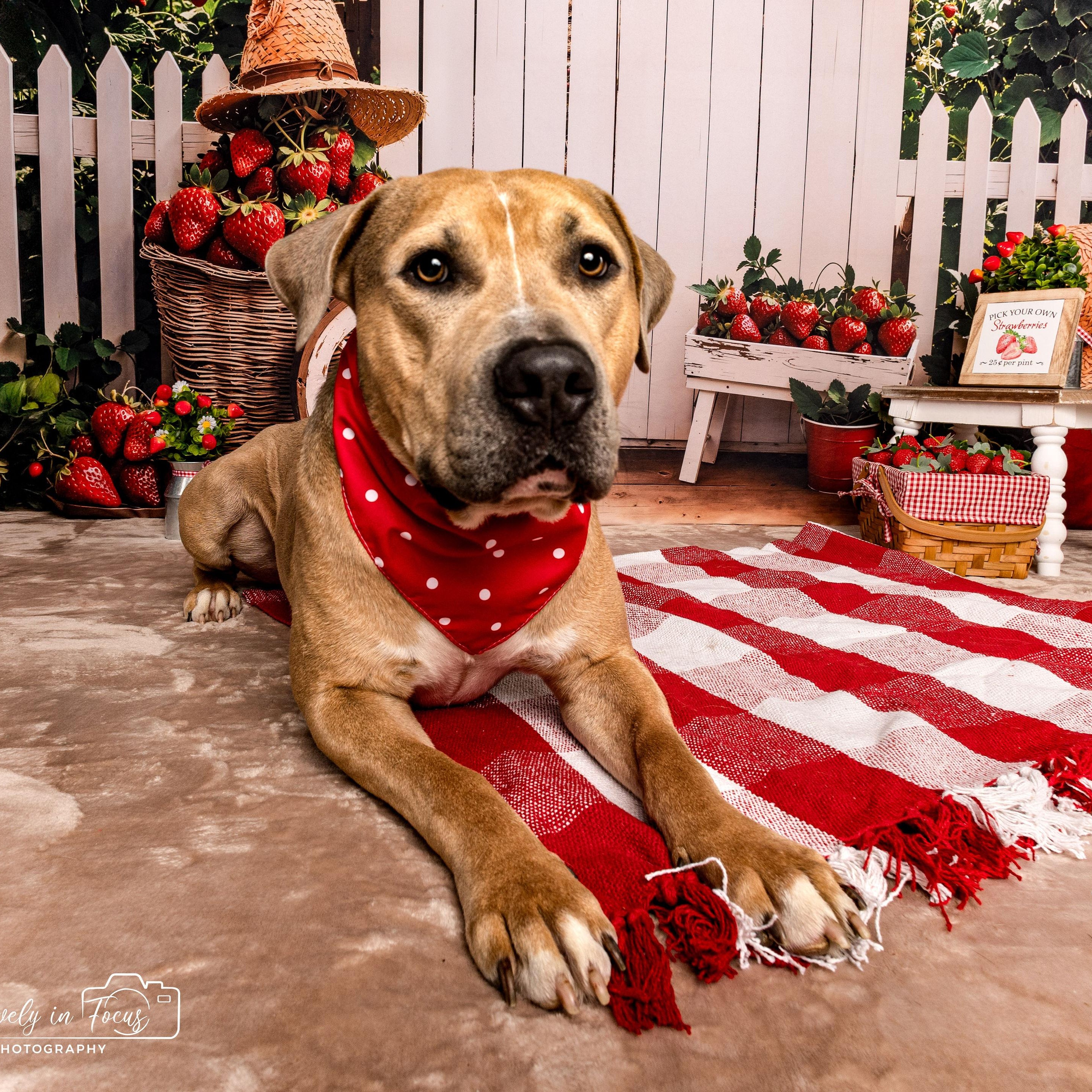 Enlarge Barney, a Adopted mixed breed in Des Moines, WA image 4/6
