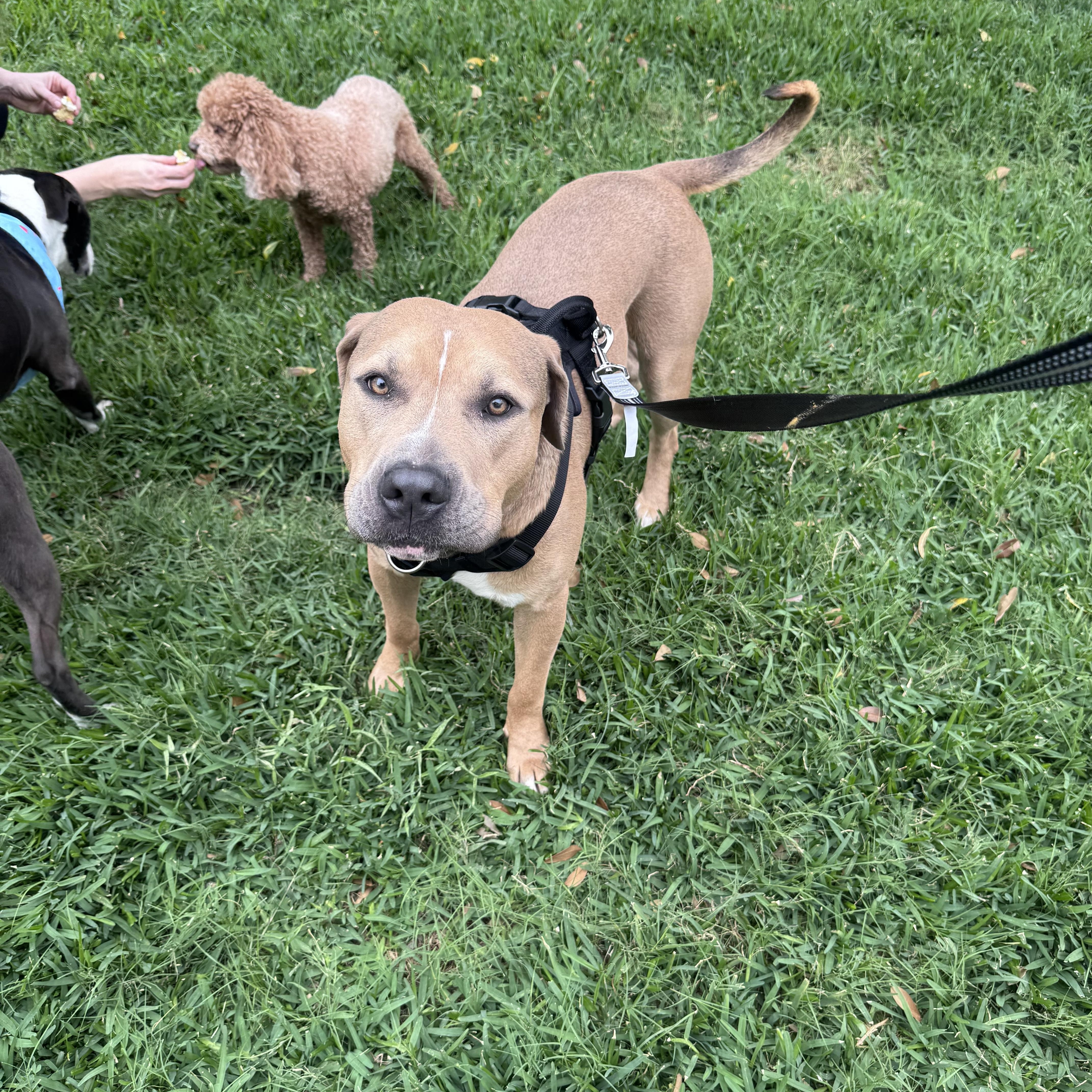 Enlarge Barney, a Adopted mixed breed in Des Moines, WA image 5/6