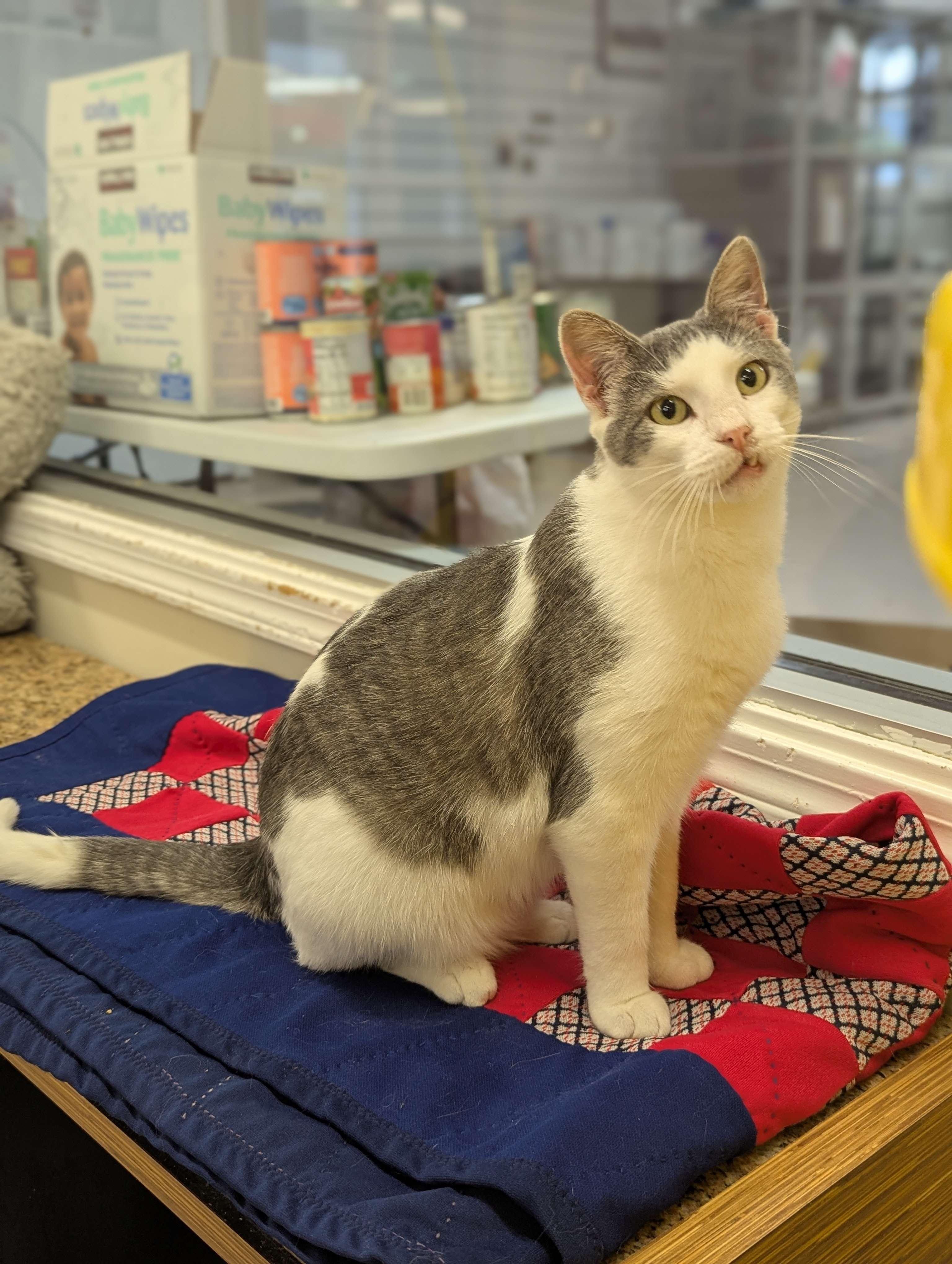 Sinclair - Party Animal