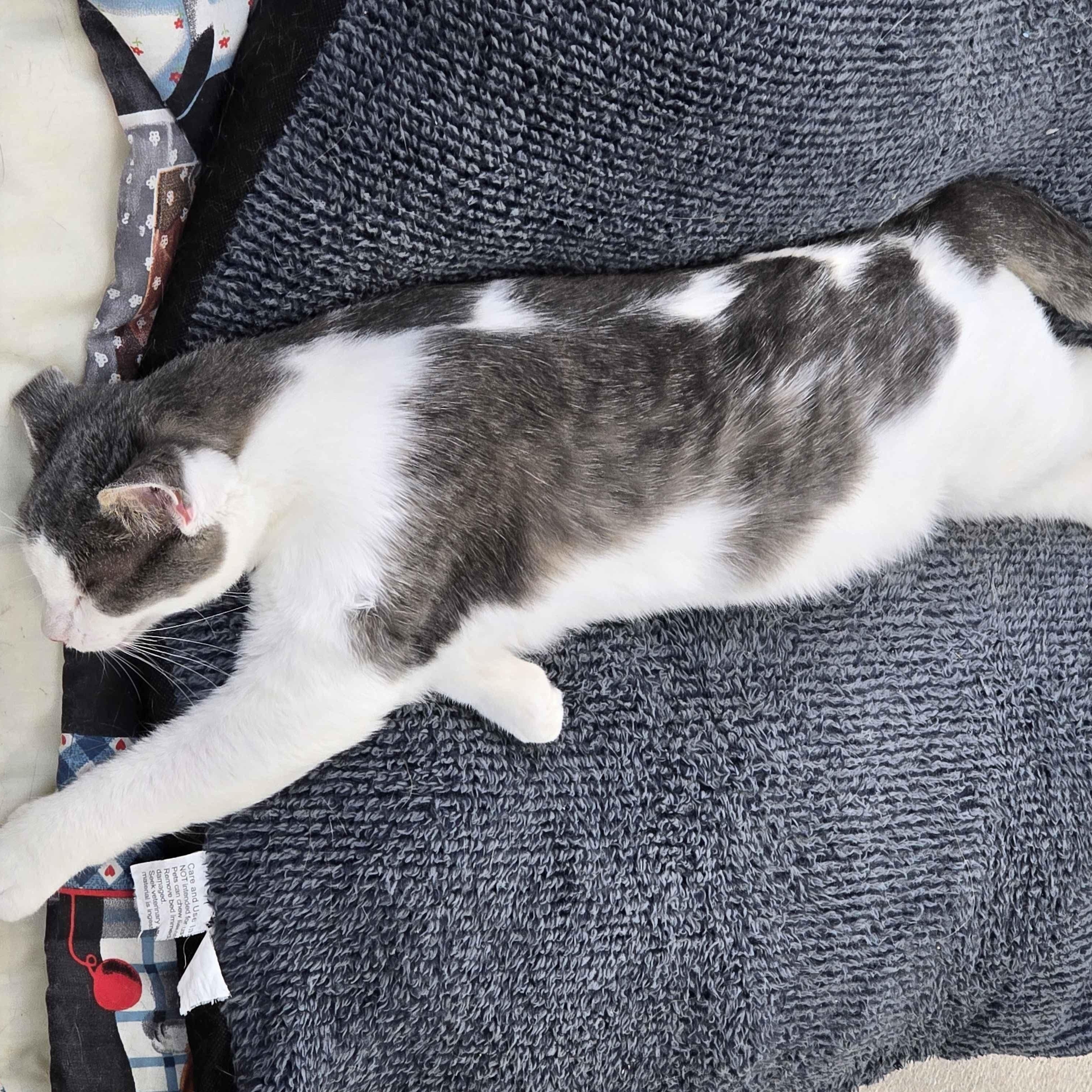 Sinclair - Party Animal