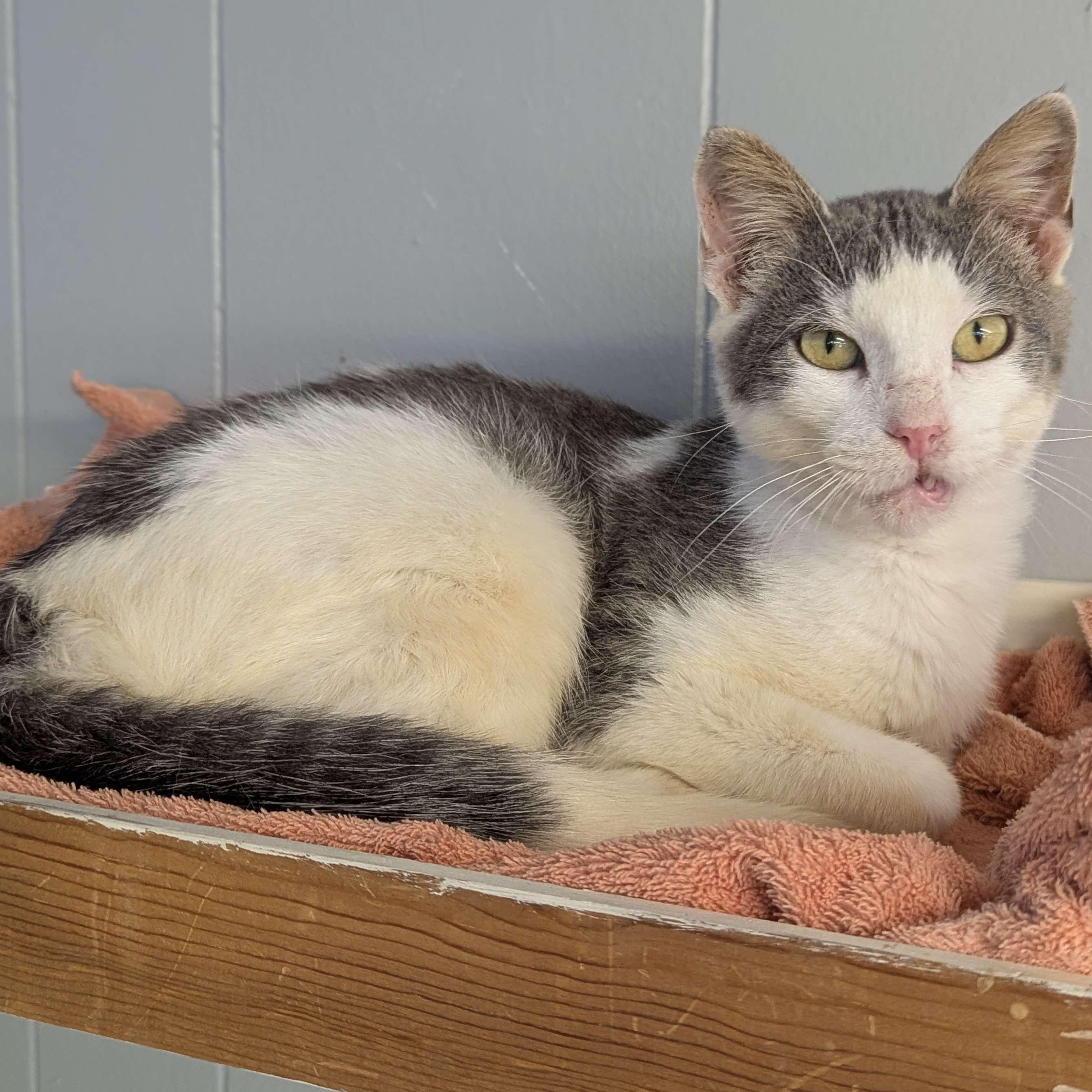 Sinclair - Party Animal