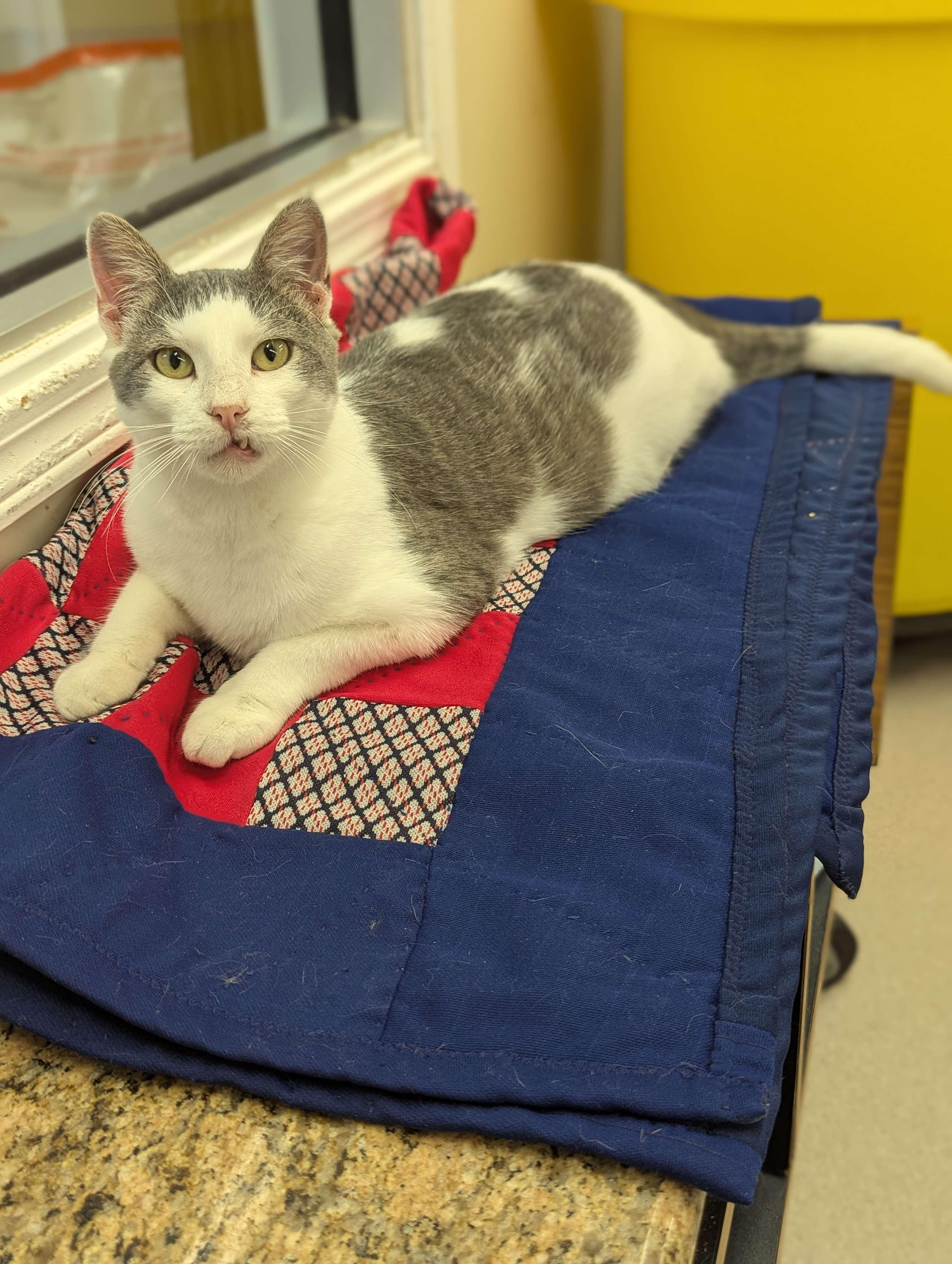 Sinclair - Party Animal