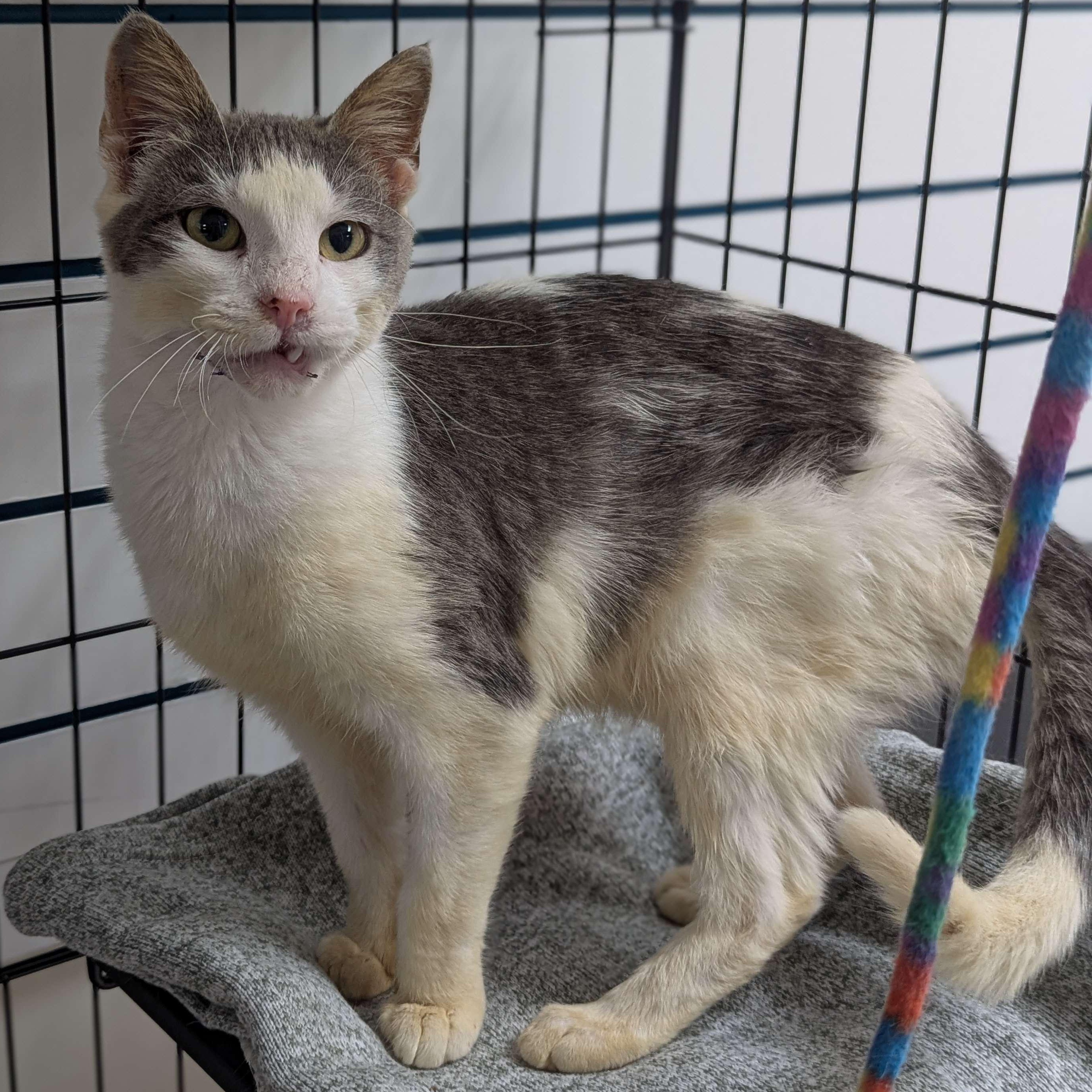 Sinclair - Party Animal