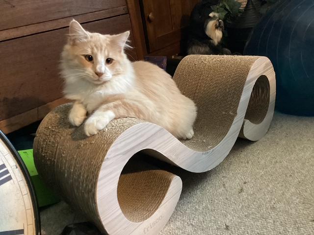 Jax "Cute As A Button", Adopted, Young Male Domestic Medium Hair.