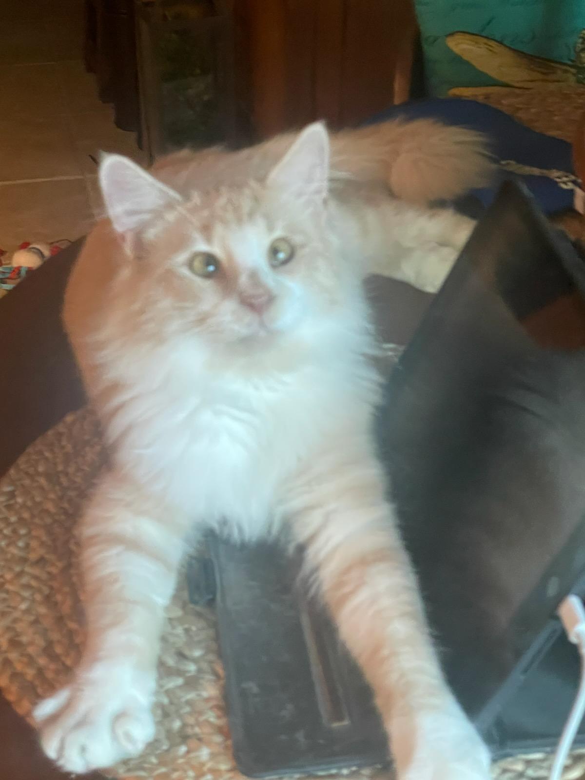 Enlarge Jax "Cute As A Button", a Adopted Domestic Medium Hair in Houston, TX image 3/5